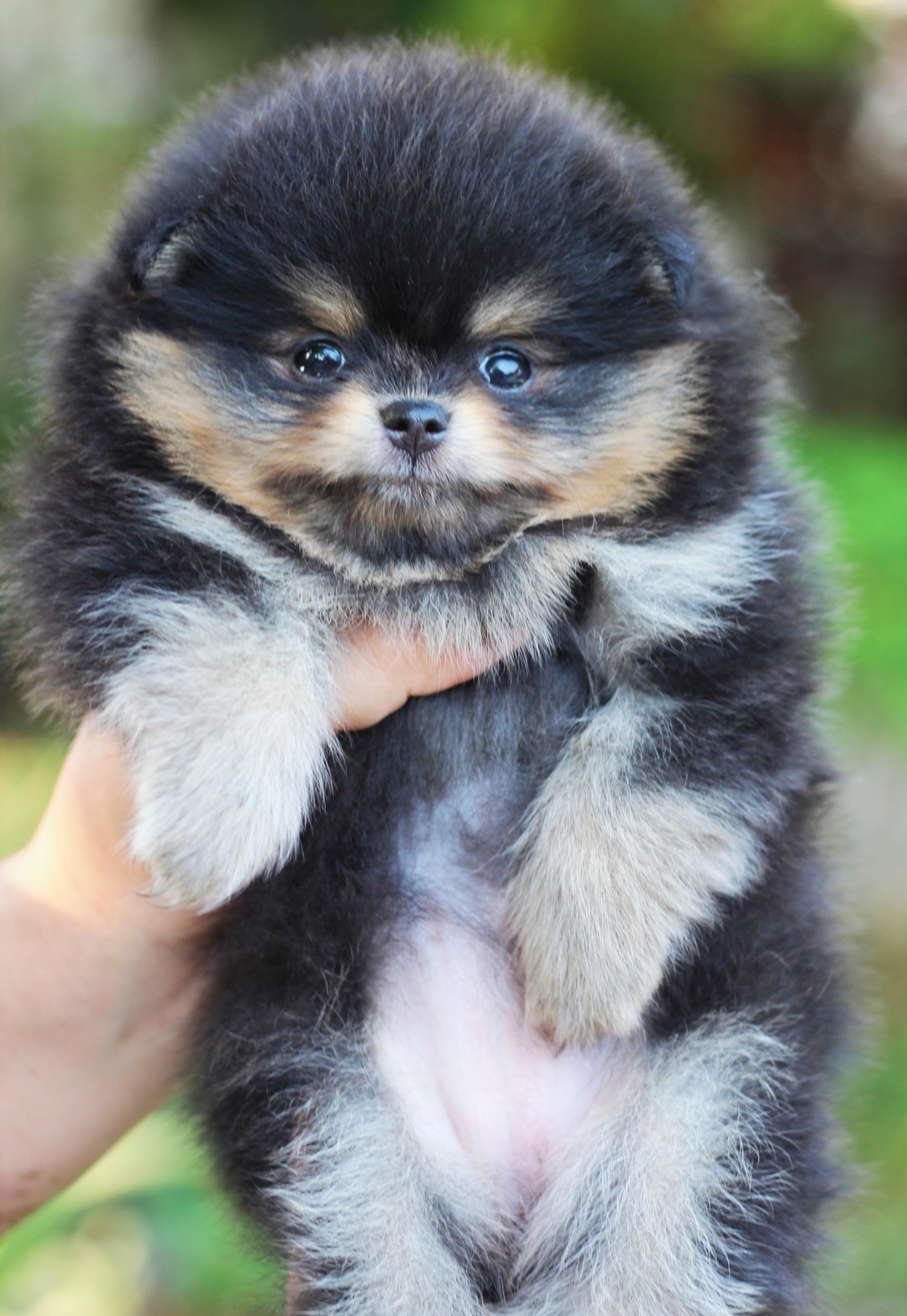 ปอมเมอเรเนียน เพศเมีย แบล็คแทน