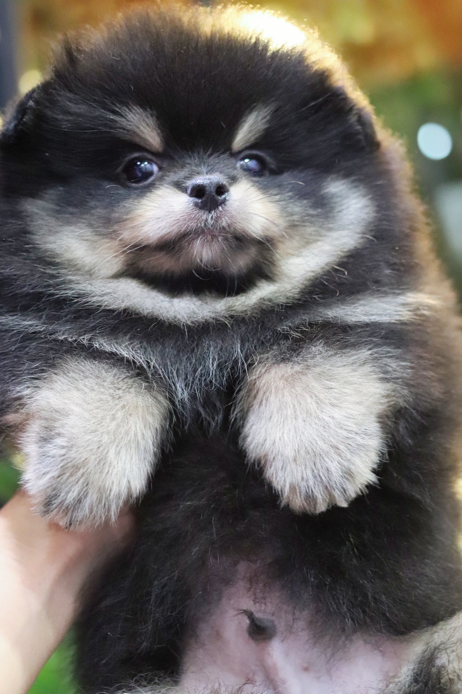 ปอมเมอเรเนียน เพศผู้แบล็คแทน ขนแน่นๆ