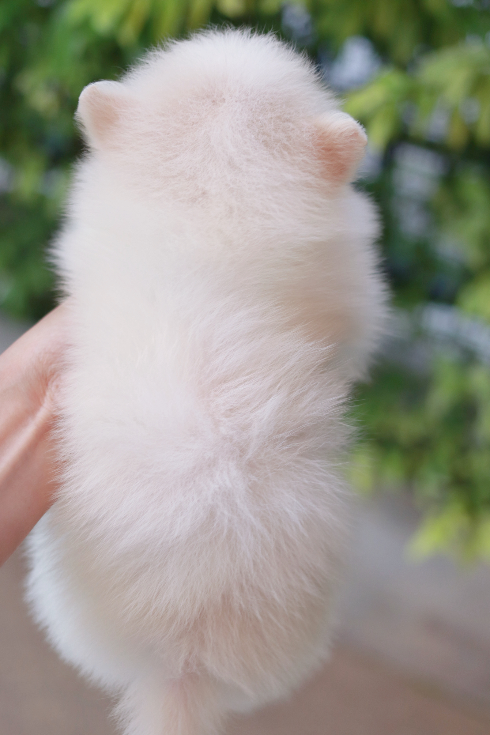 ปอมเมอเรเนียน เพศผู้ หน้าฟ็อก