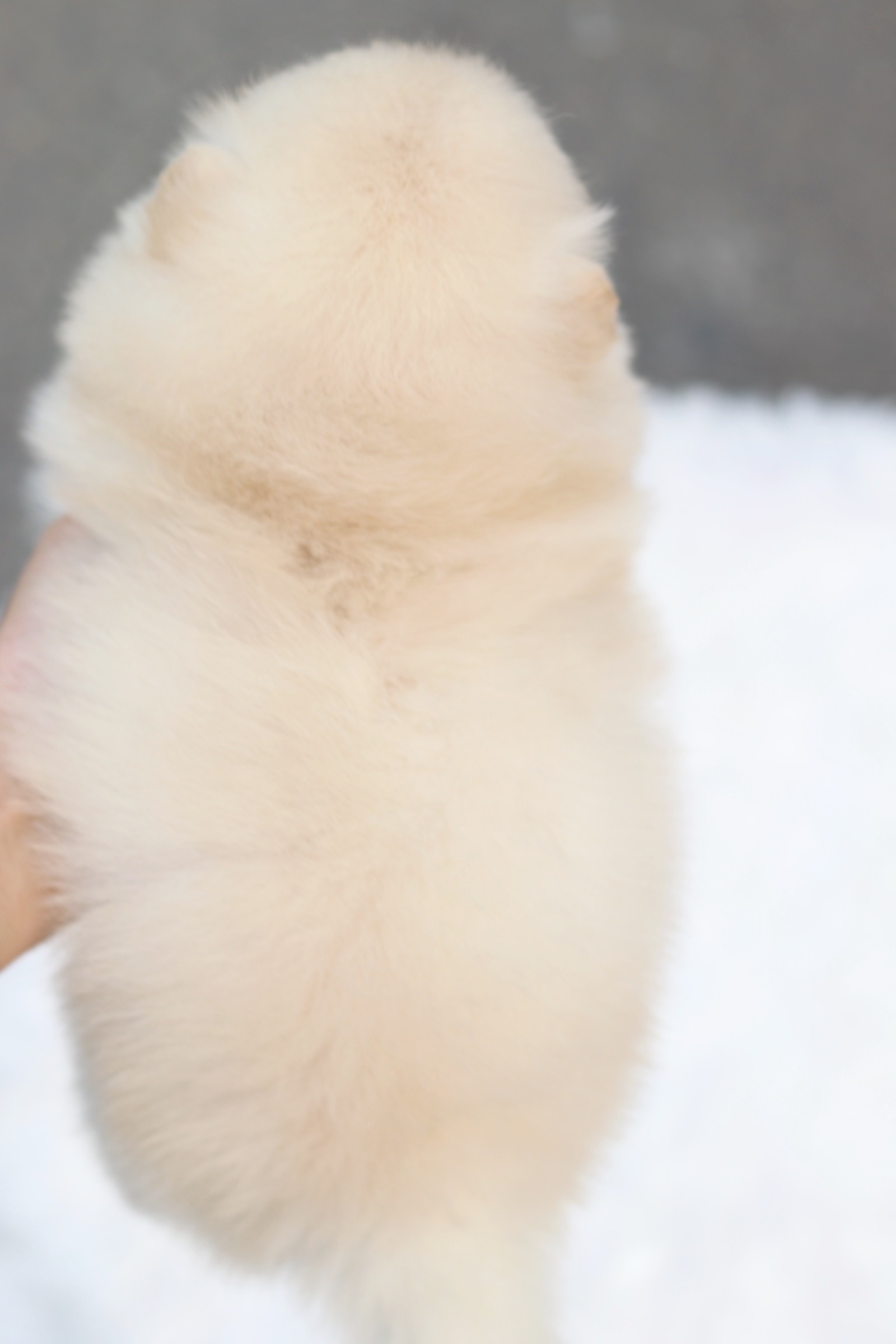 ปอมเมอเรเนียน เพศผู้ สีขาวครีม