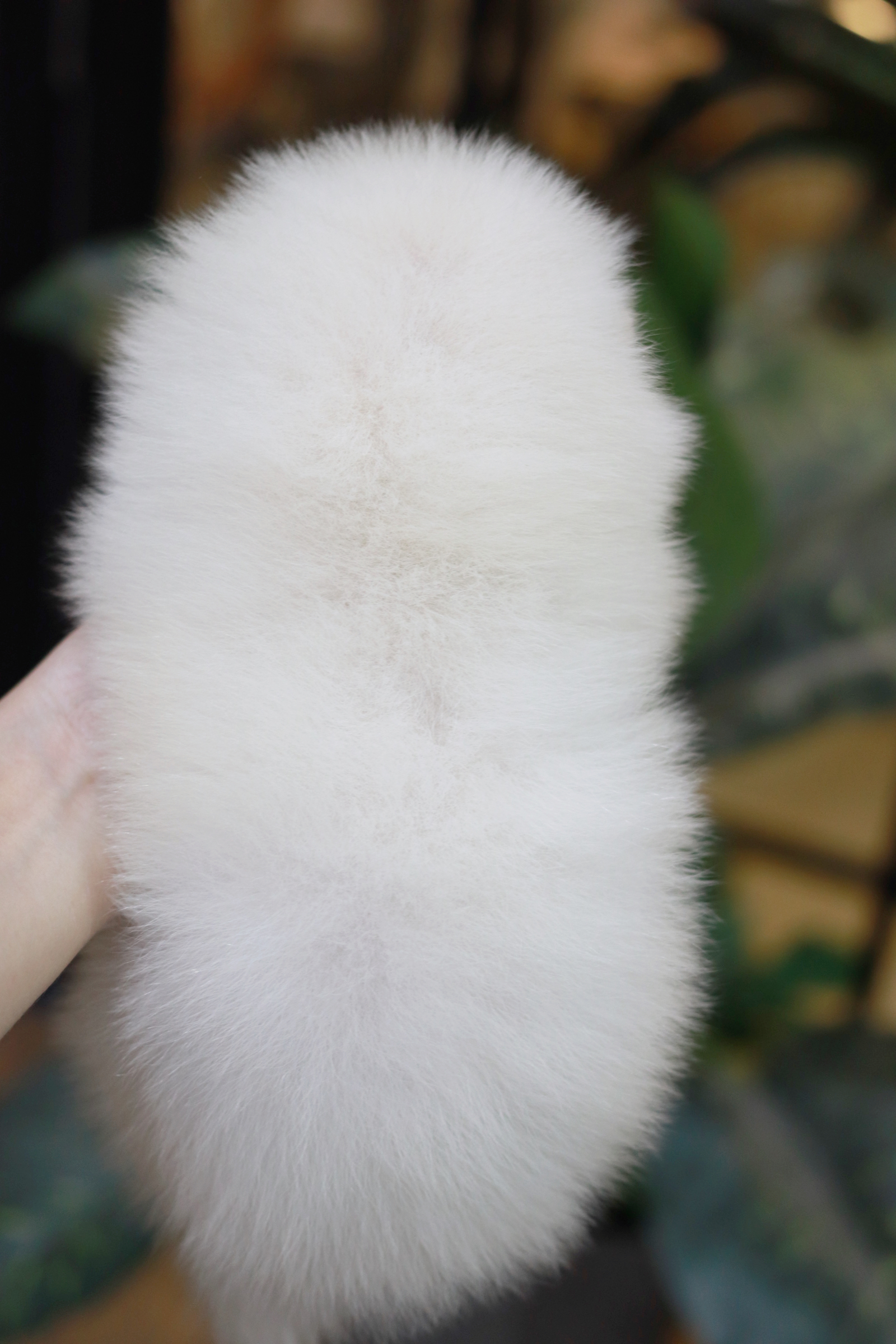 ปอมเมอเรเนียน เพศผู้ หน้าฟ็อก