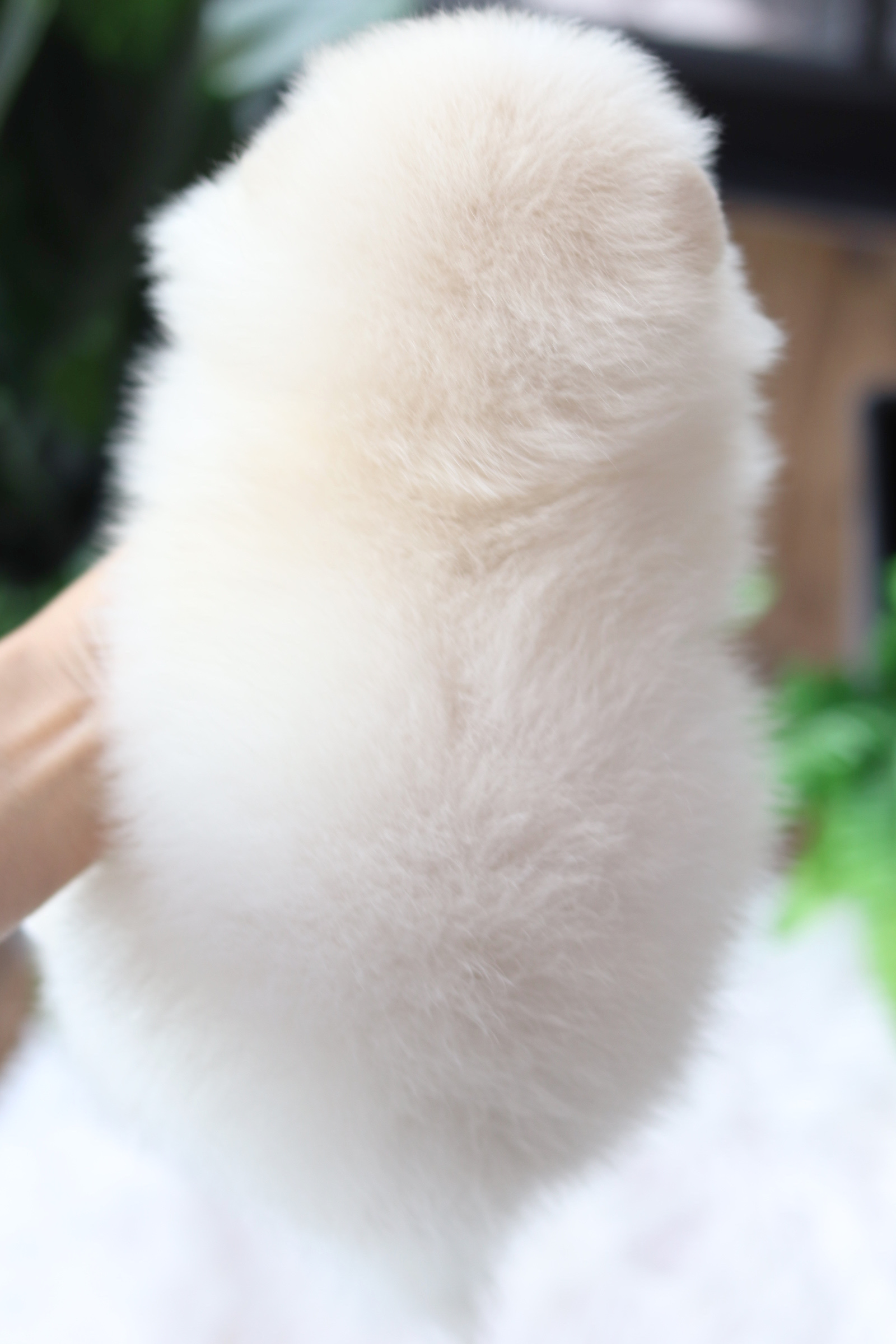 ปอมเมอเรเนียน เพศเมียสีขาวครีม