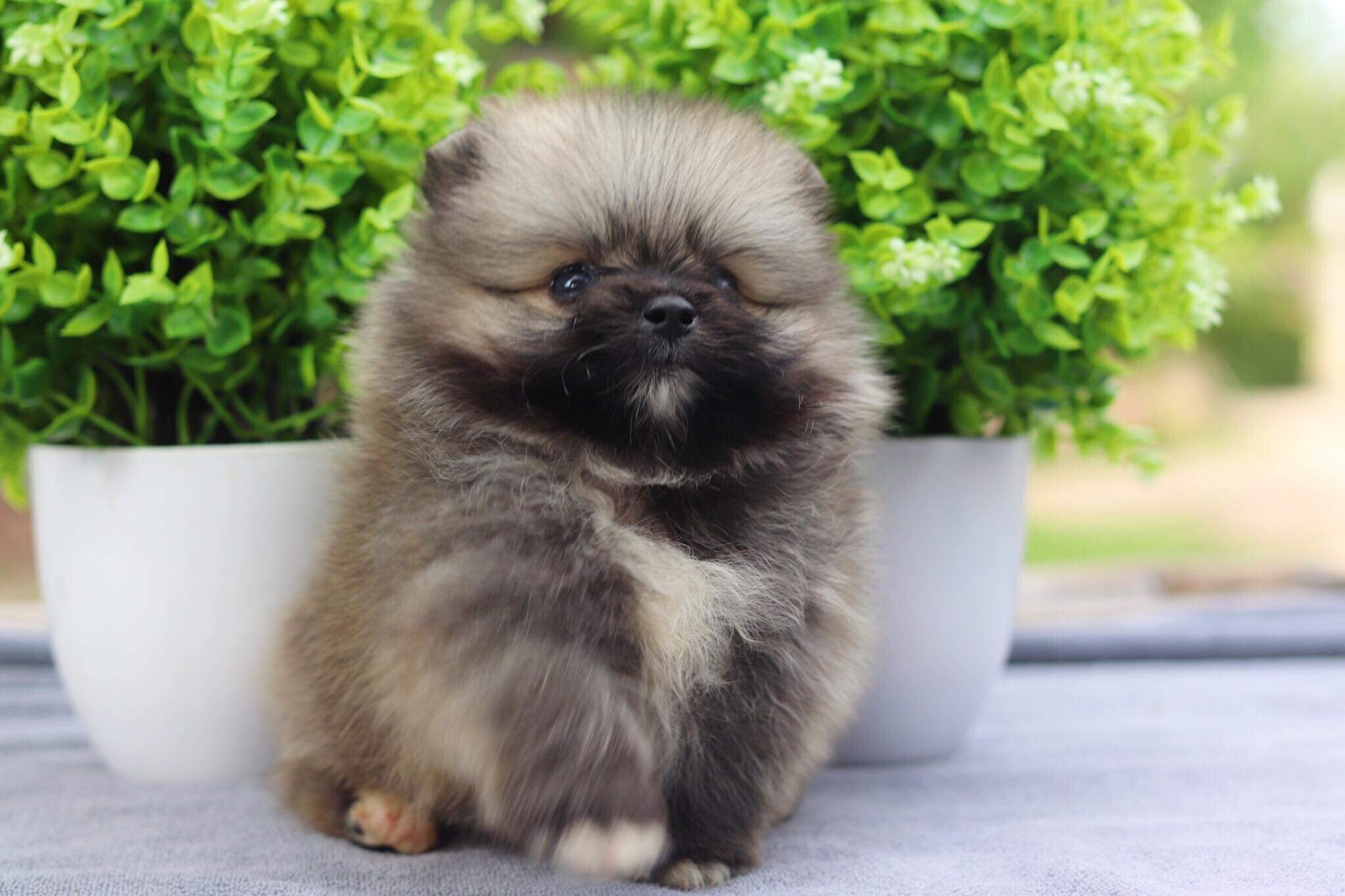 ปอมเมอเรเนียน เพศเมีย