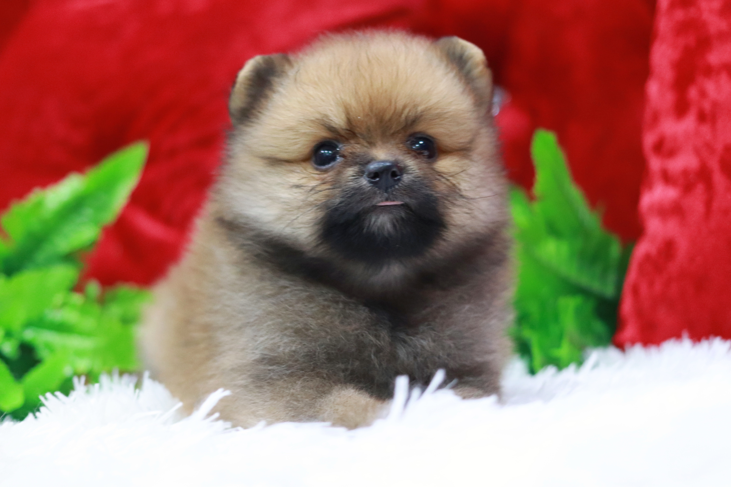 ปอมเมอเรเนียน เพศเมียสีส้มหน้าฟ็อก