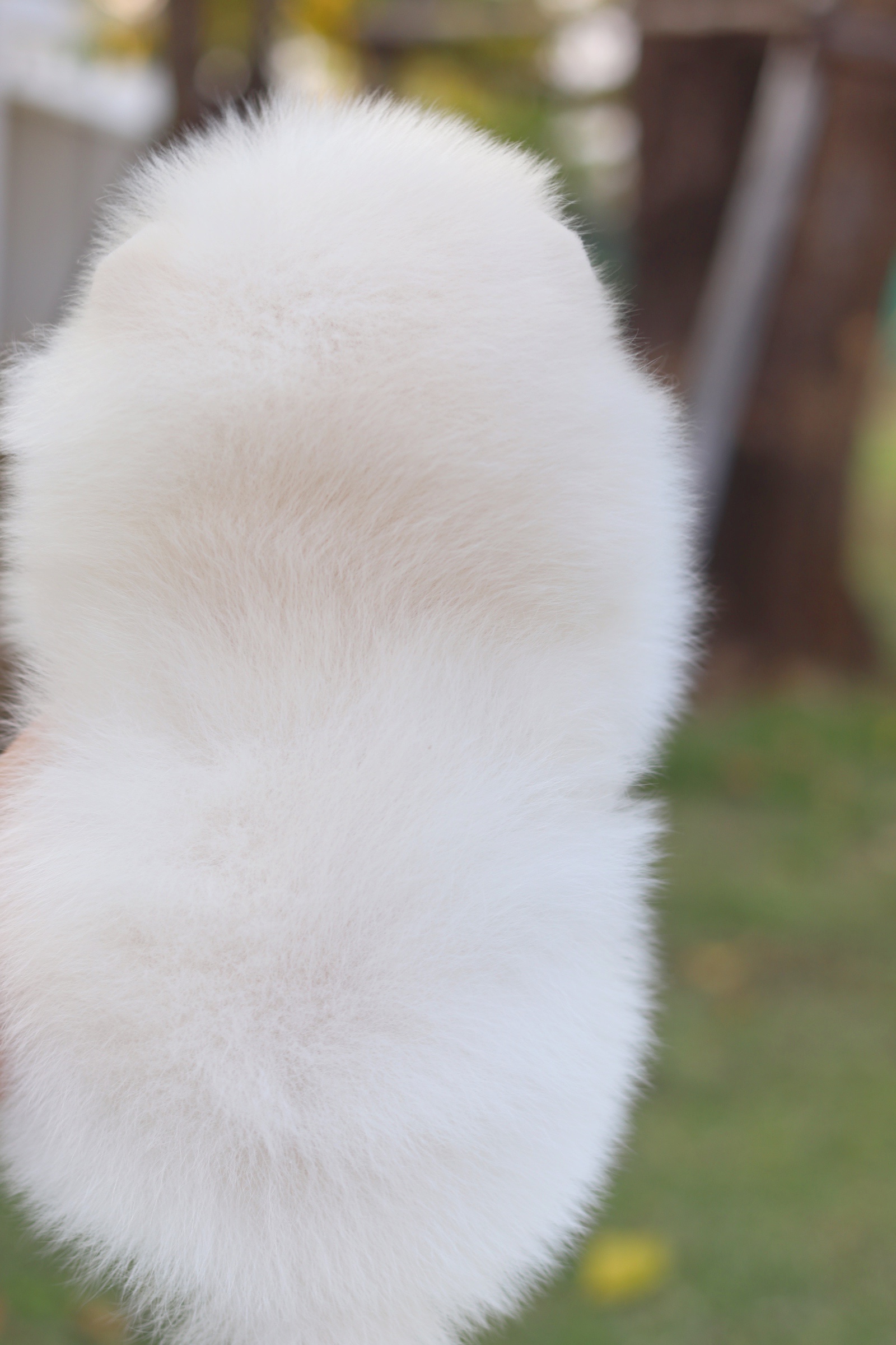 ปอมเมอเรเนียน เพศผู้ สีขาวครีม