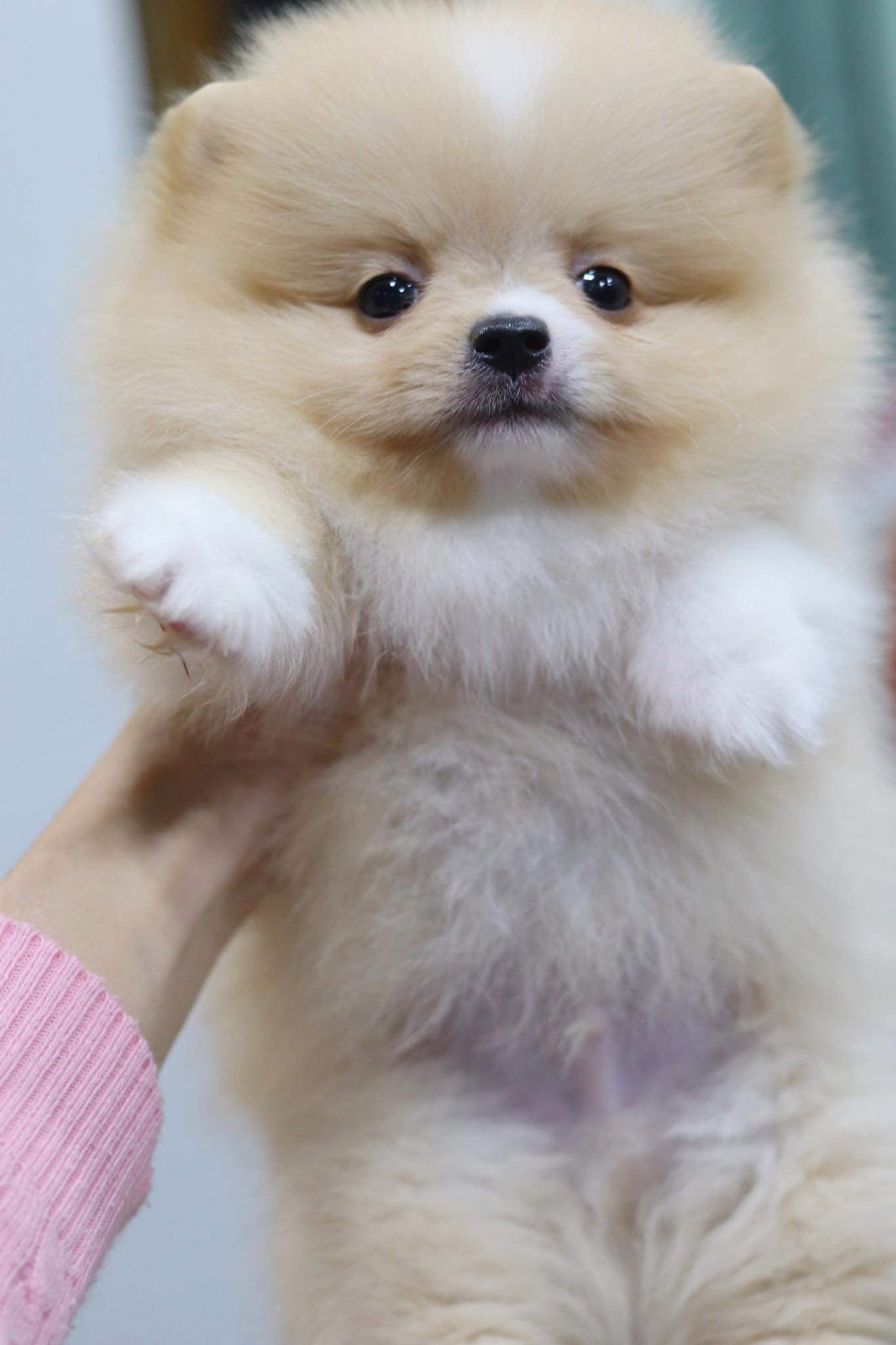 ปอมเมอเรเนียน เพศผู้