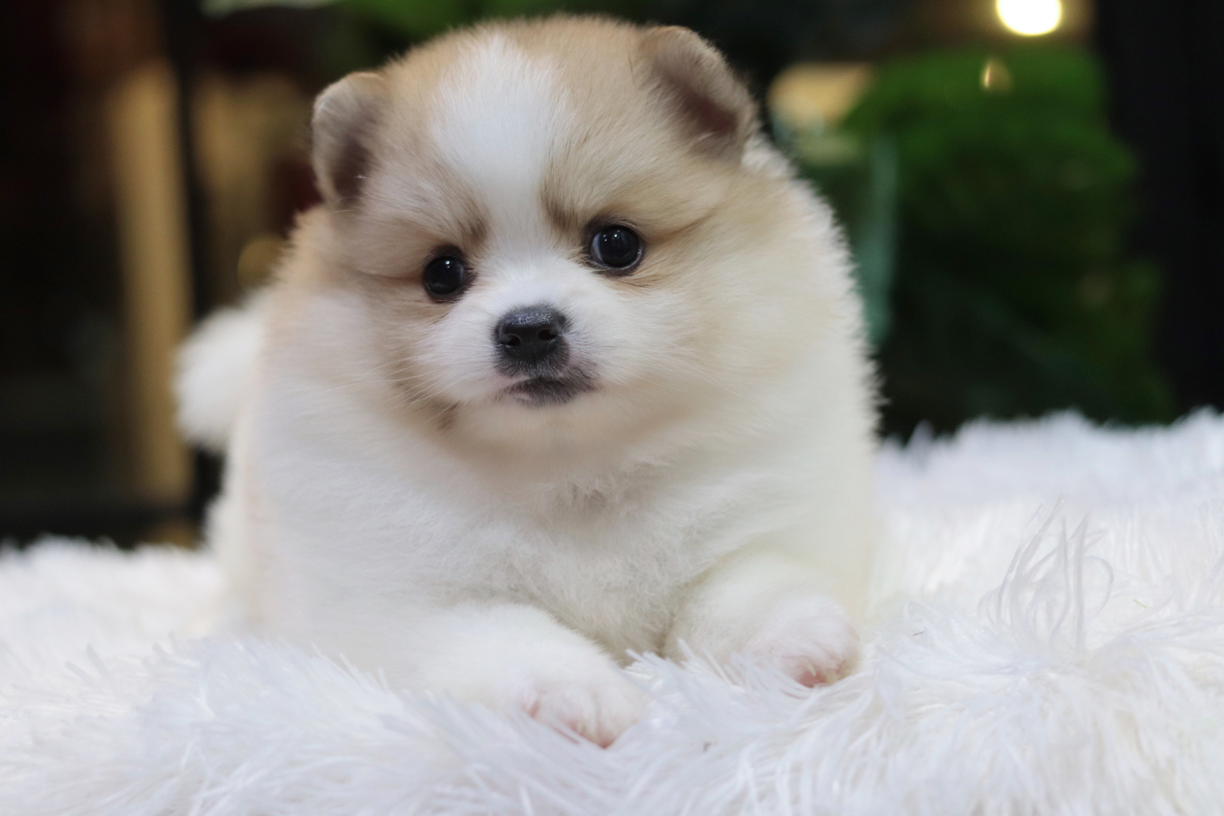 ปอมเมอเรเนียน เพศเมียแฟนซี