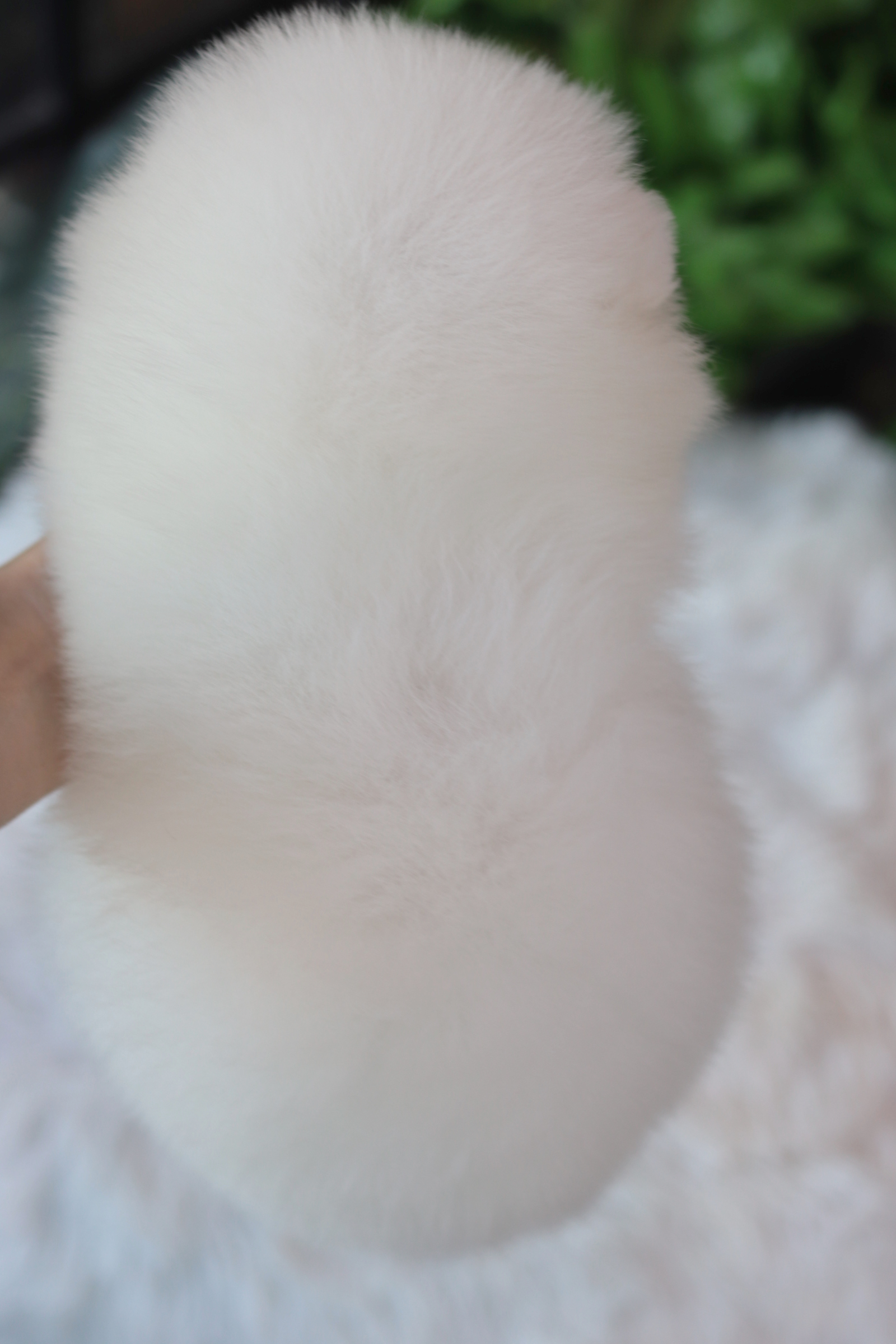 ปอมเมอเรเนียน เพศผู้สีขาว