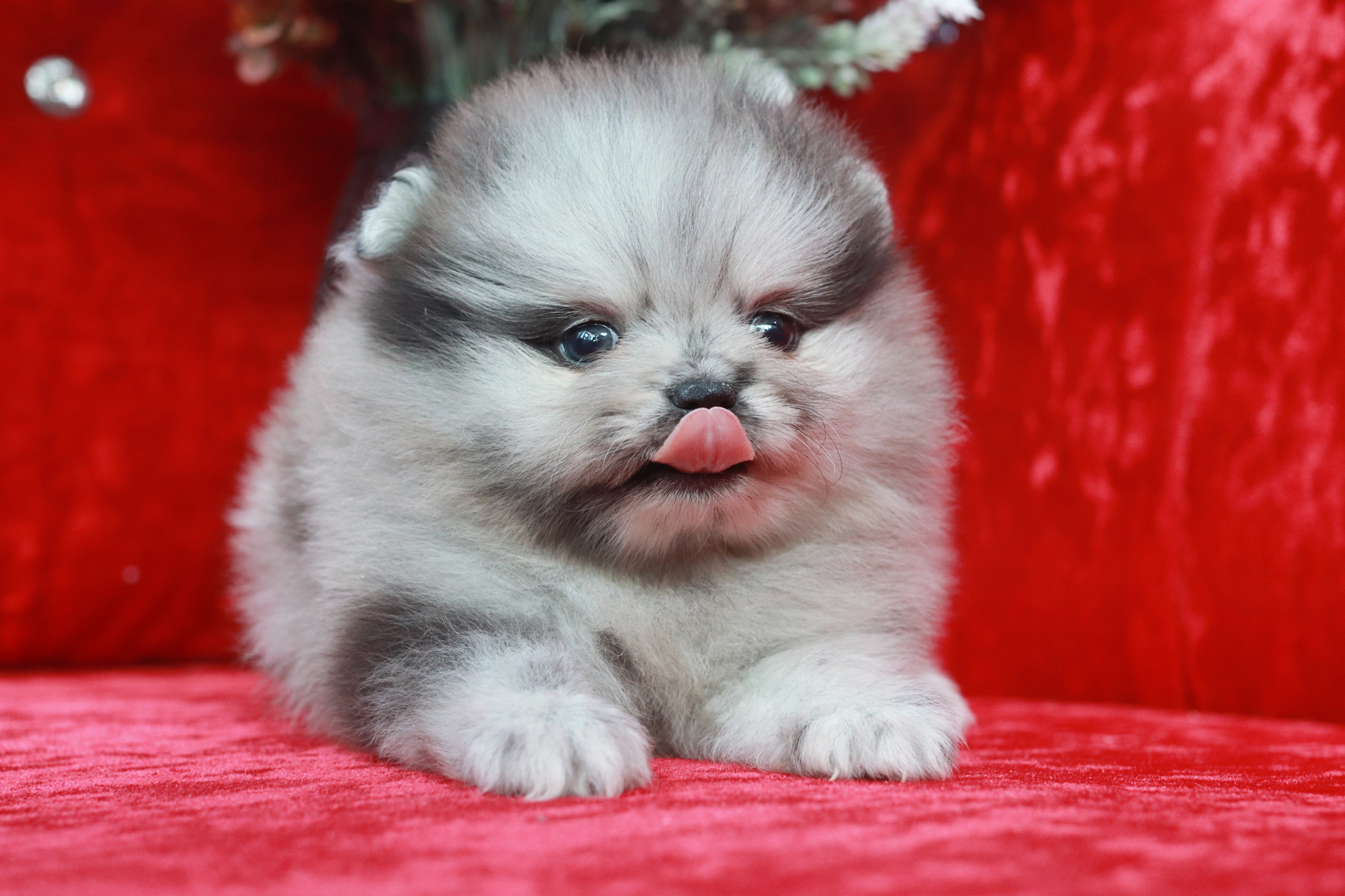 ปอมเมอเรเนียน เพศเมีย เมอร์เร่