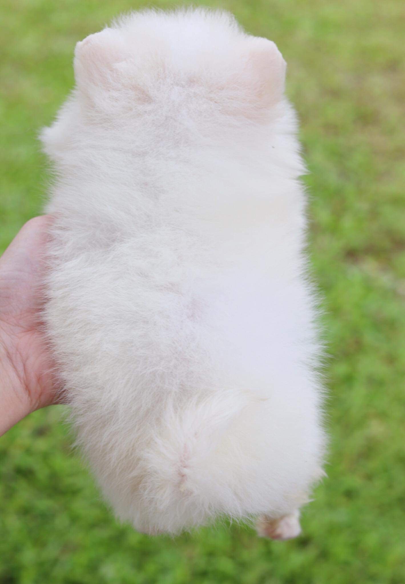 ปอมเมอเรเนียน เพศผู้