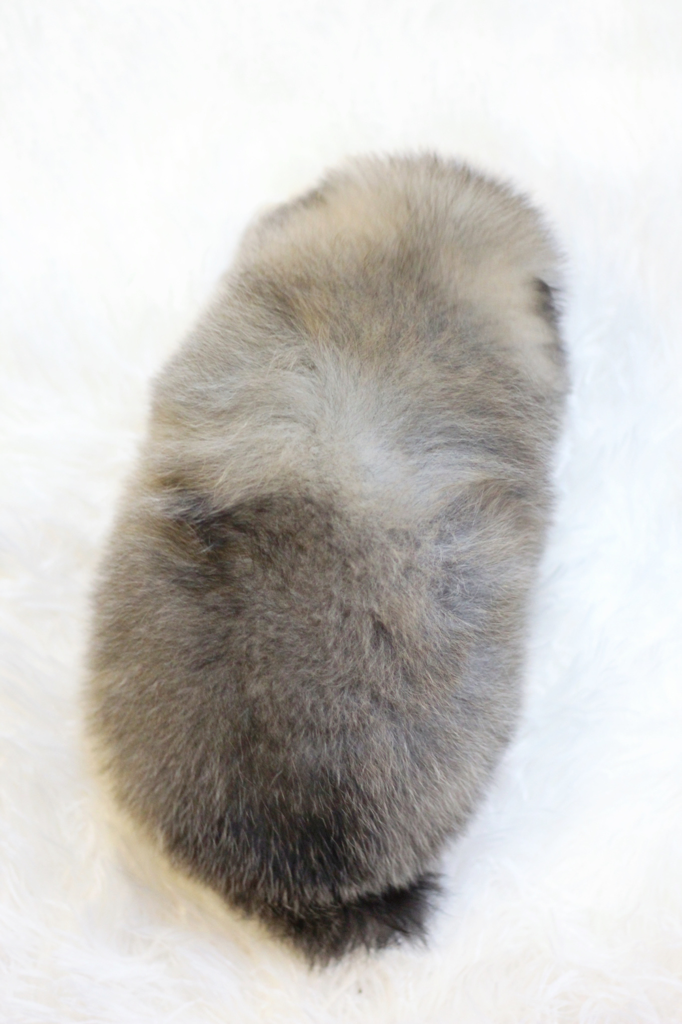 ปอมเมอเรเนียน เพศผู้สีส้ม