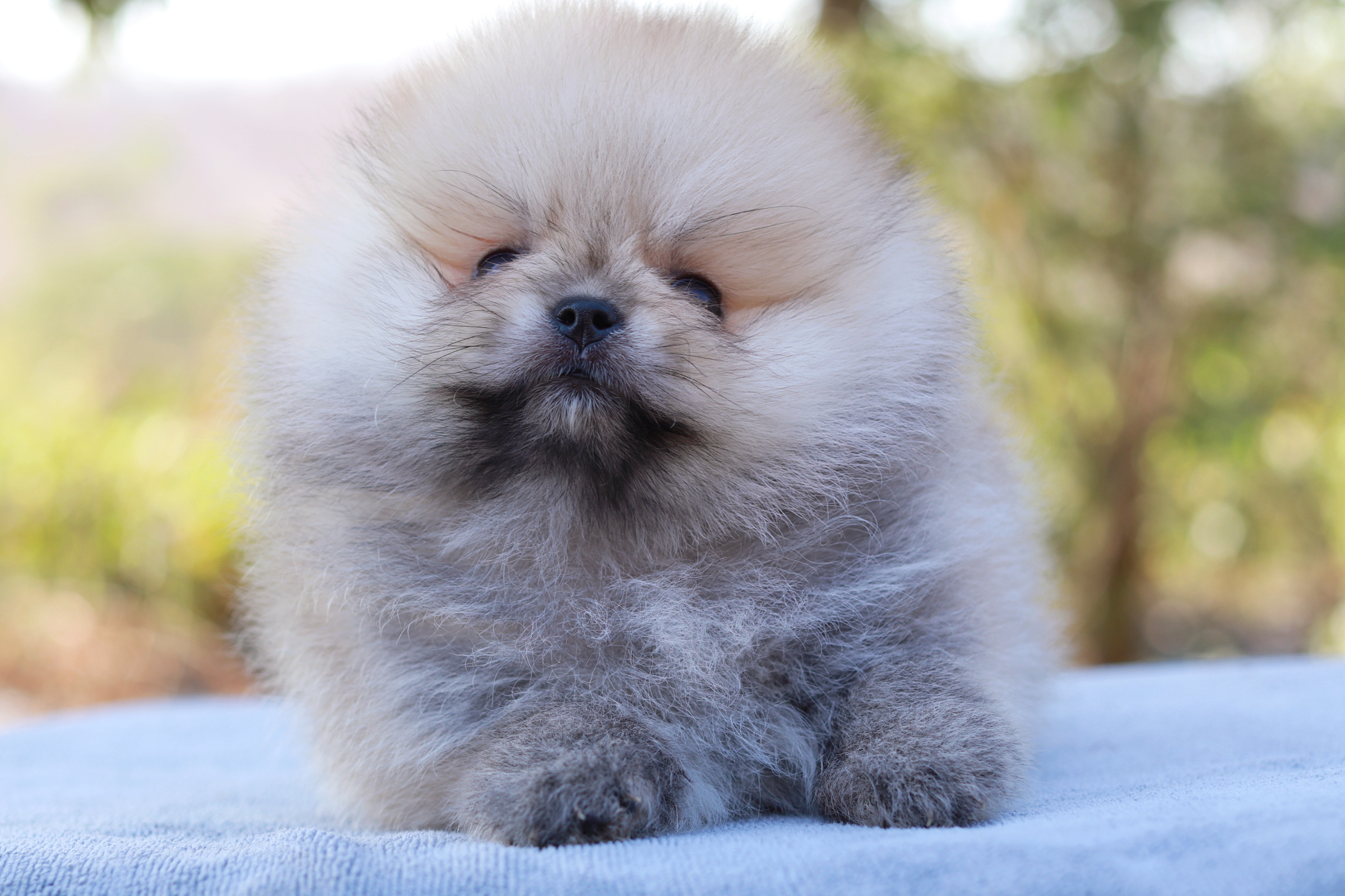 ปอมเมอเรเนียน เพศผู้