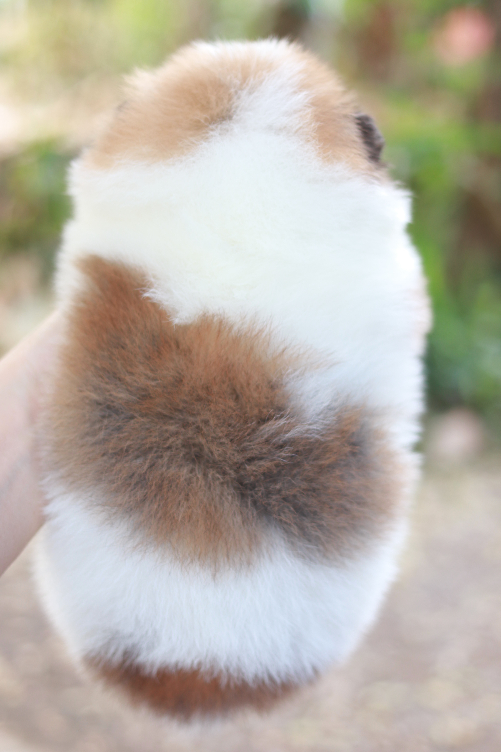 ปอมเมอเรเนียน เพศผู้