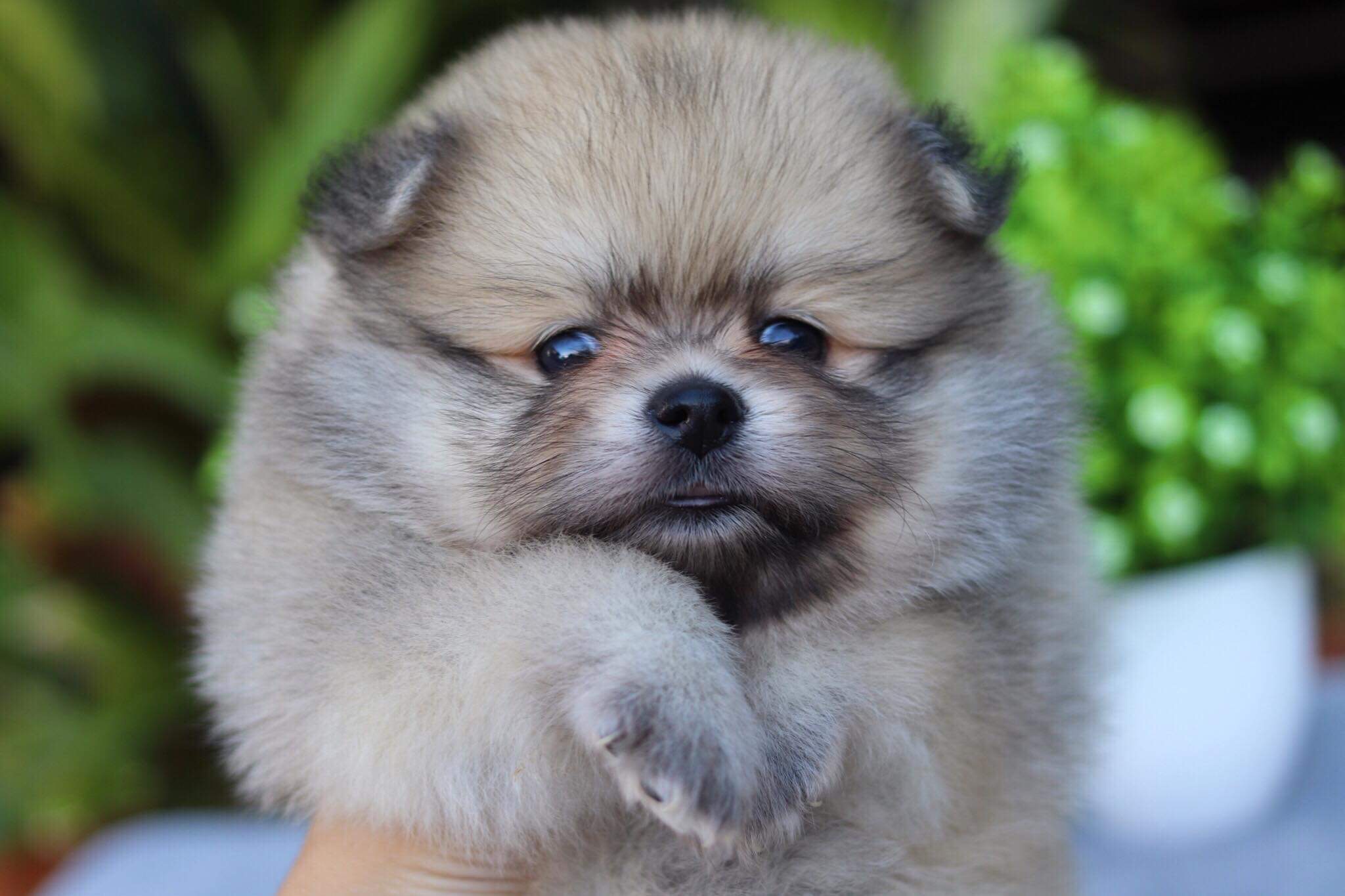 ปอมเมอเรเนียน เพศเมีย