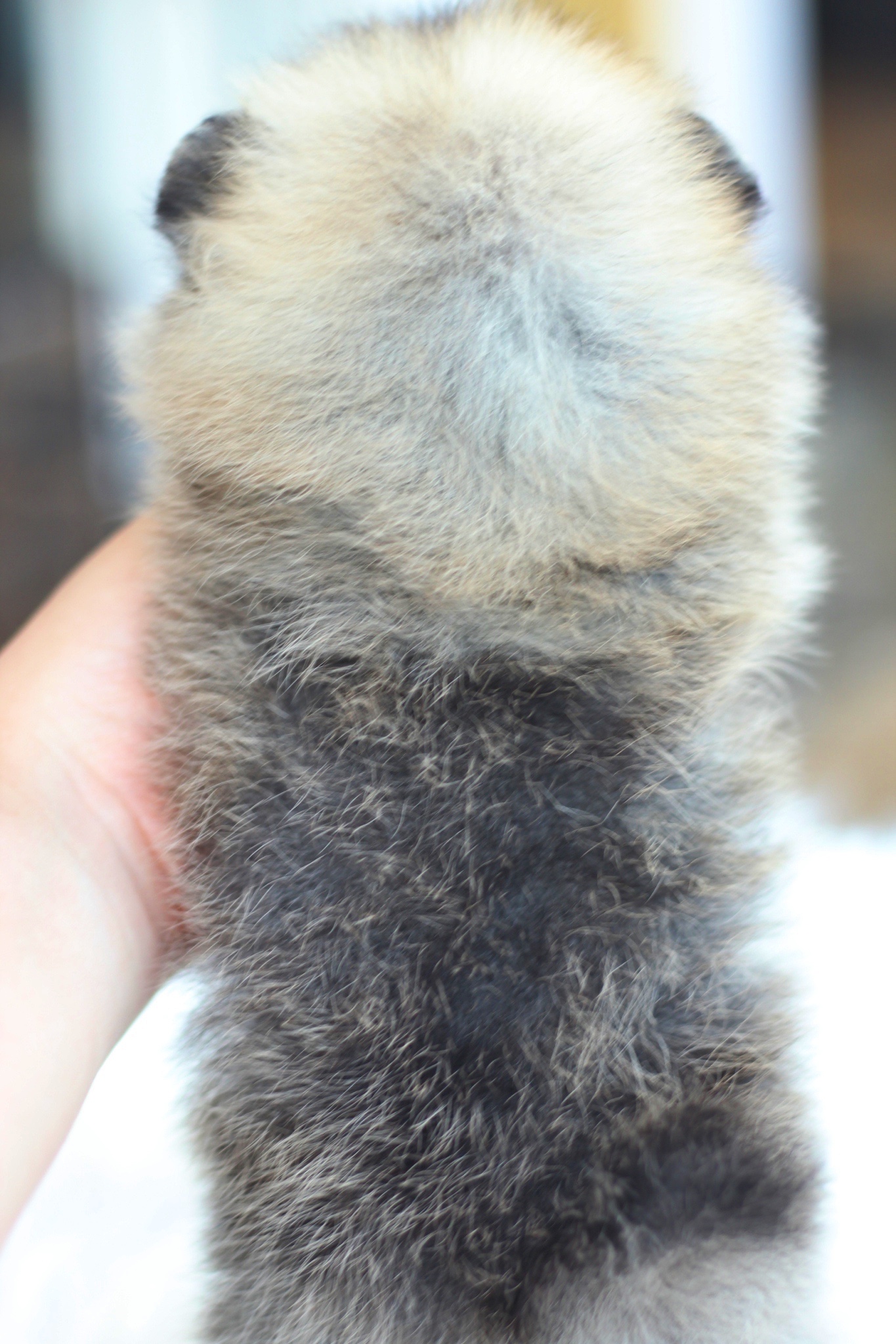 ปอมเมอเรเนียน เพศผู้ สีส้ม