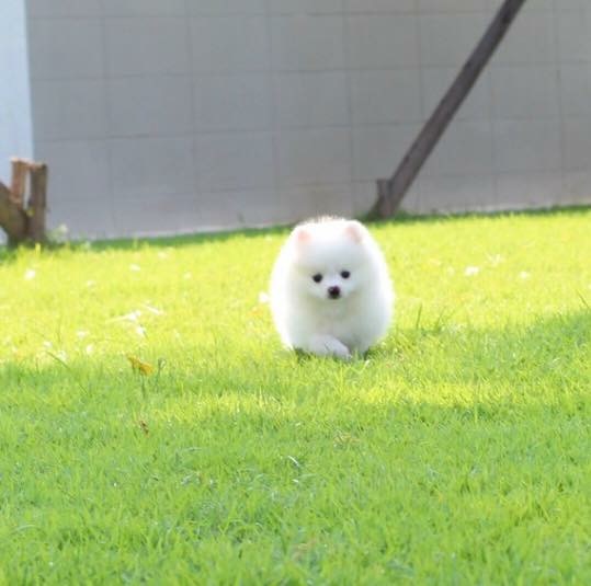 ปอมเมเรเนียน เพศเมีย