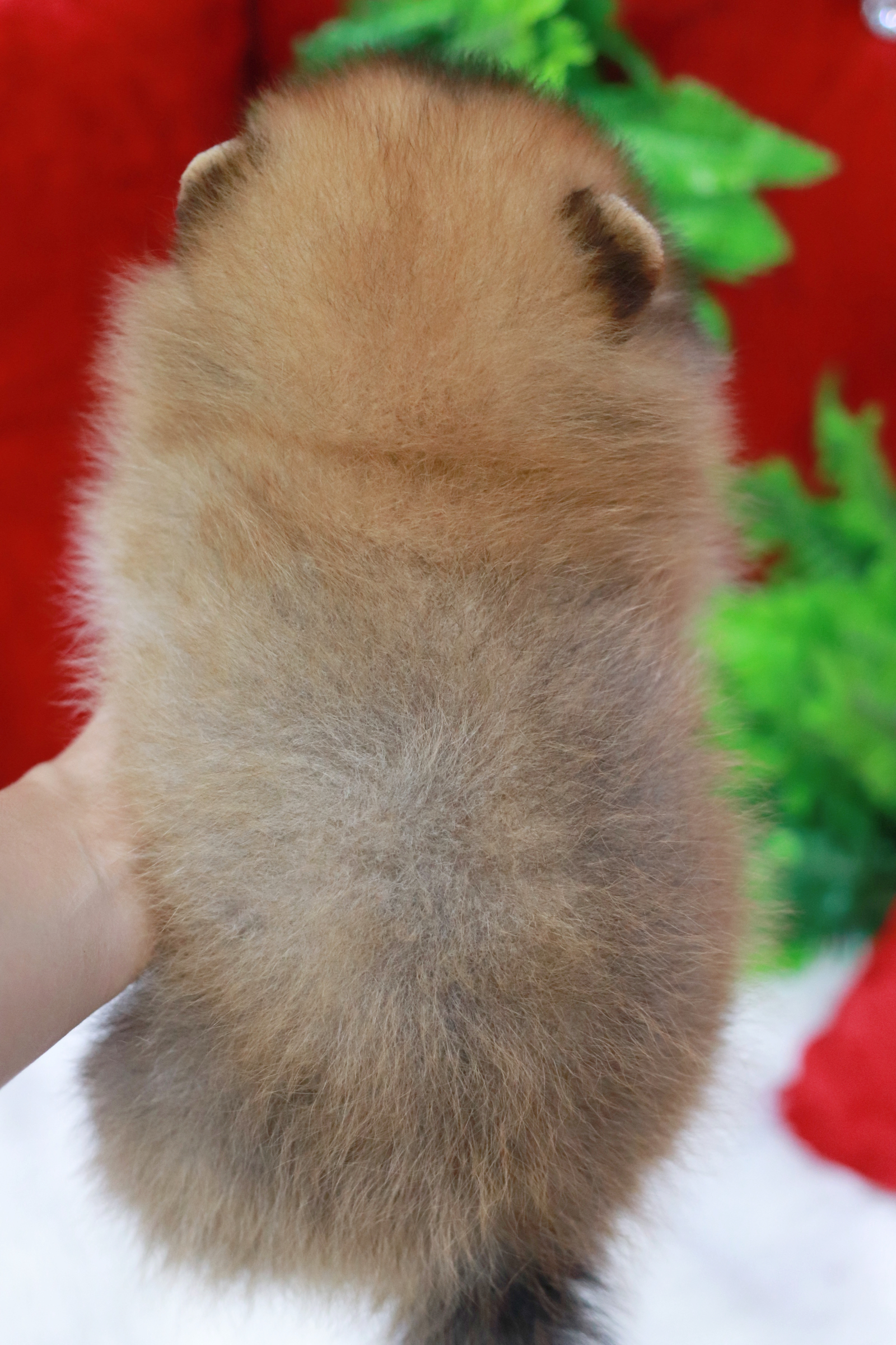 ปอมเมอเรเนียน เพศผู้ส้ม หน้าฟ็อกขรฃนแน่นๆ