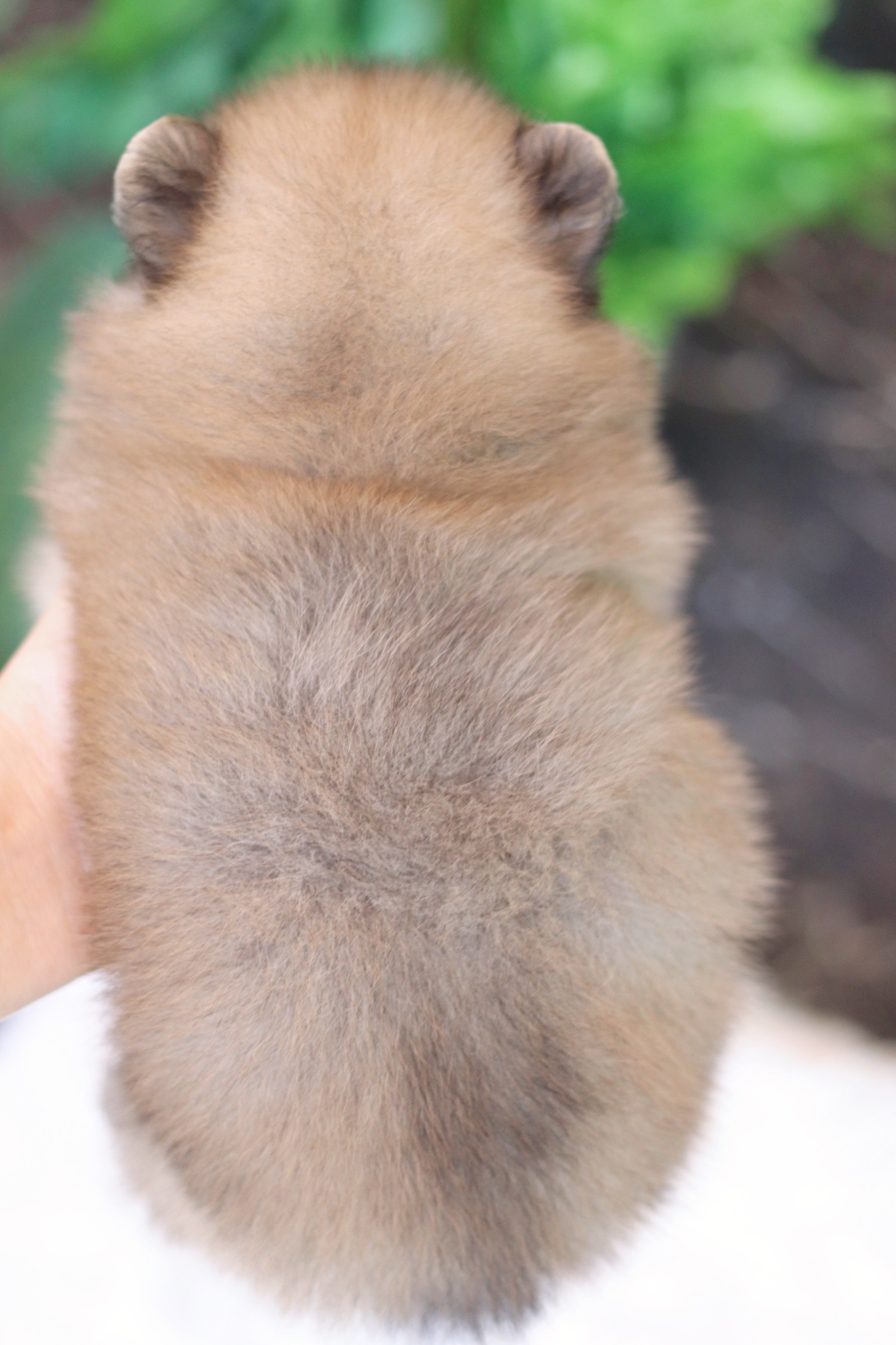 ปอมเมอเรเนียน เพศผู้ สีส้ม