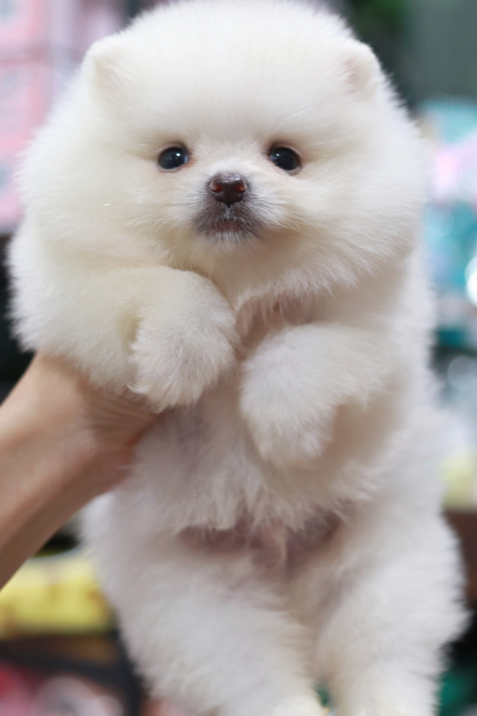 ปอมเมอเรเนียน เพศผู้ ขาวครีมขนแน่นๆ หน้าตุ๊กตา