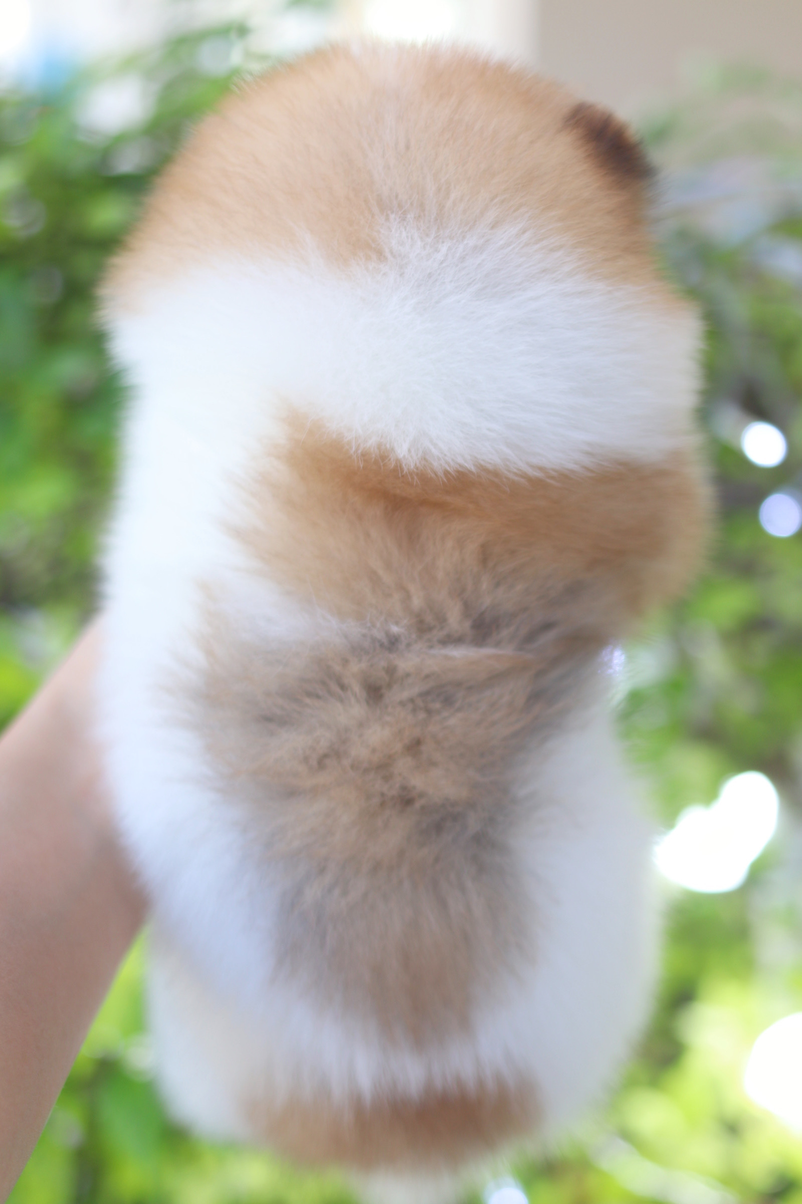 ปอมเมอเรเนียน เพศเมียสีแฟนซี