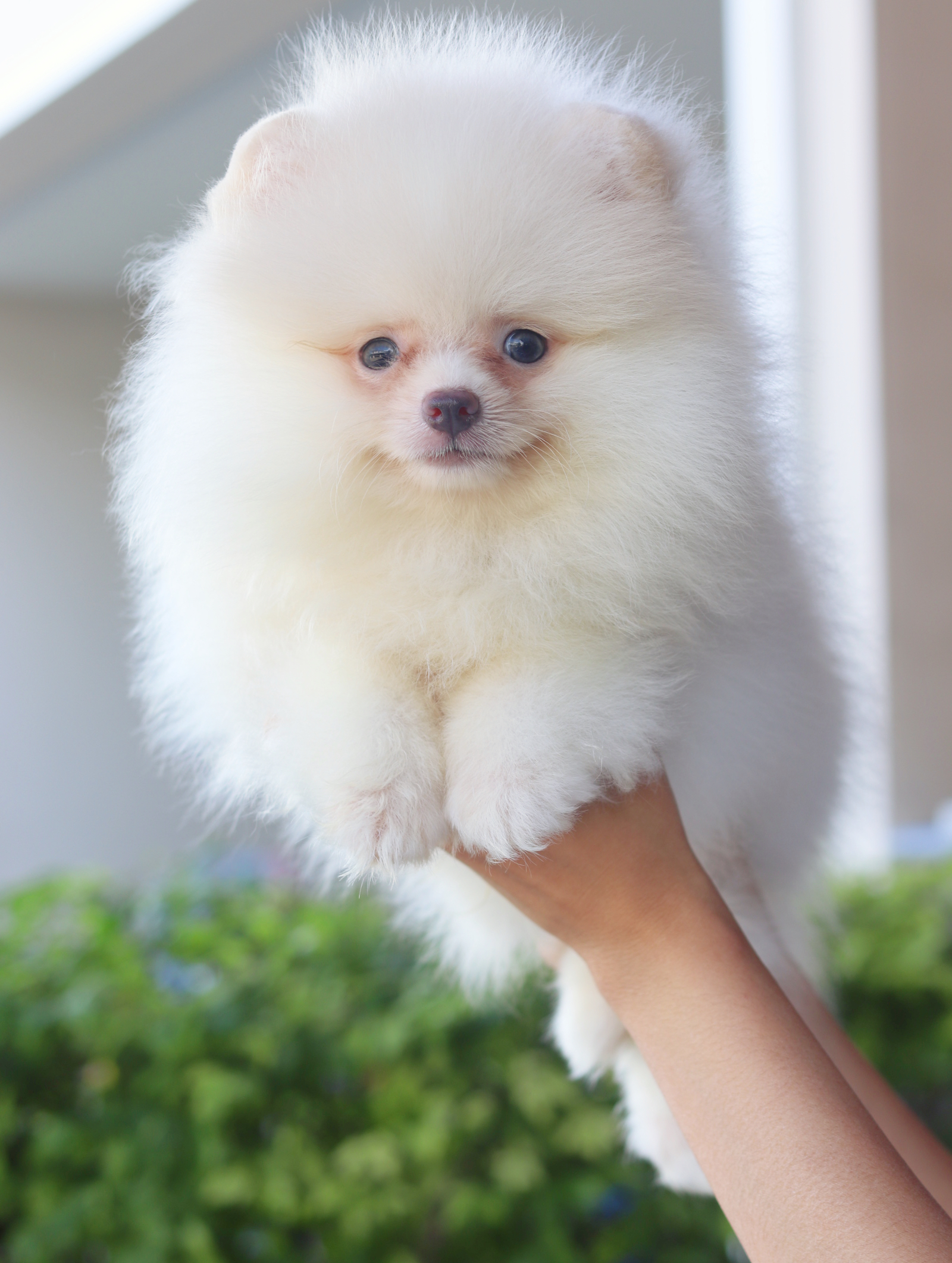 ปอมเมอเรเนียน เพศผู้สีขาวครีม