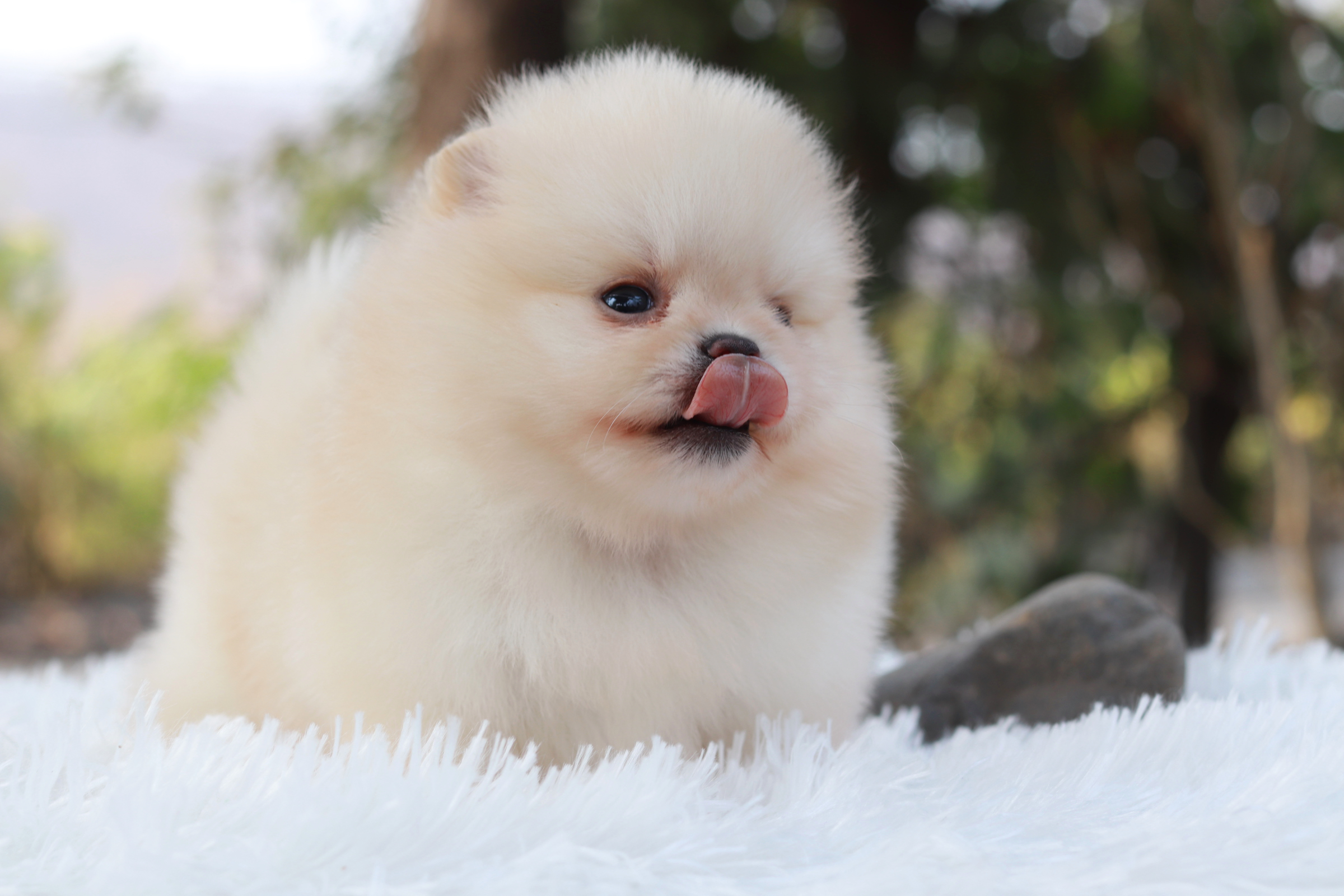 ปอมเมอเรเนียน เพศผู้ ขาวครีม