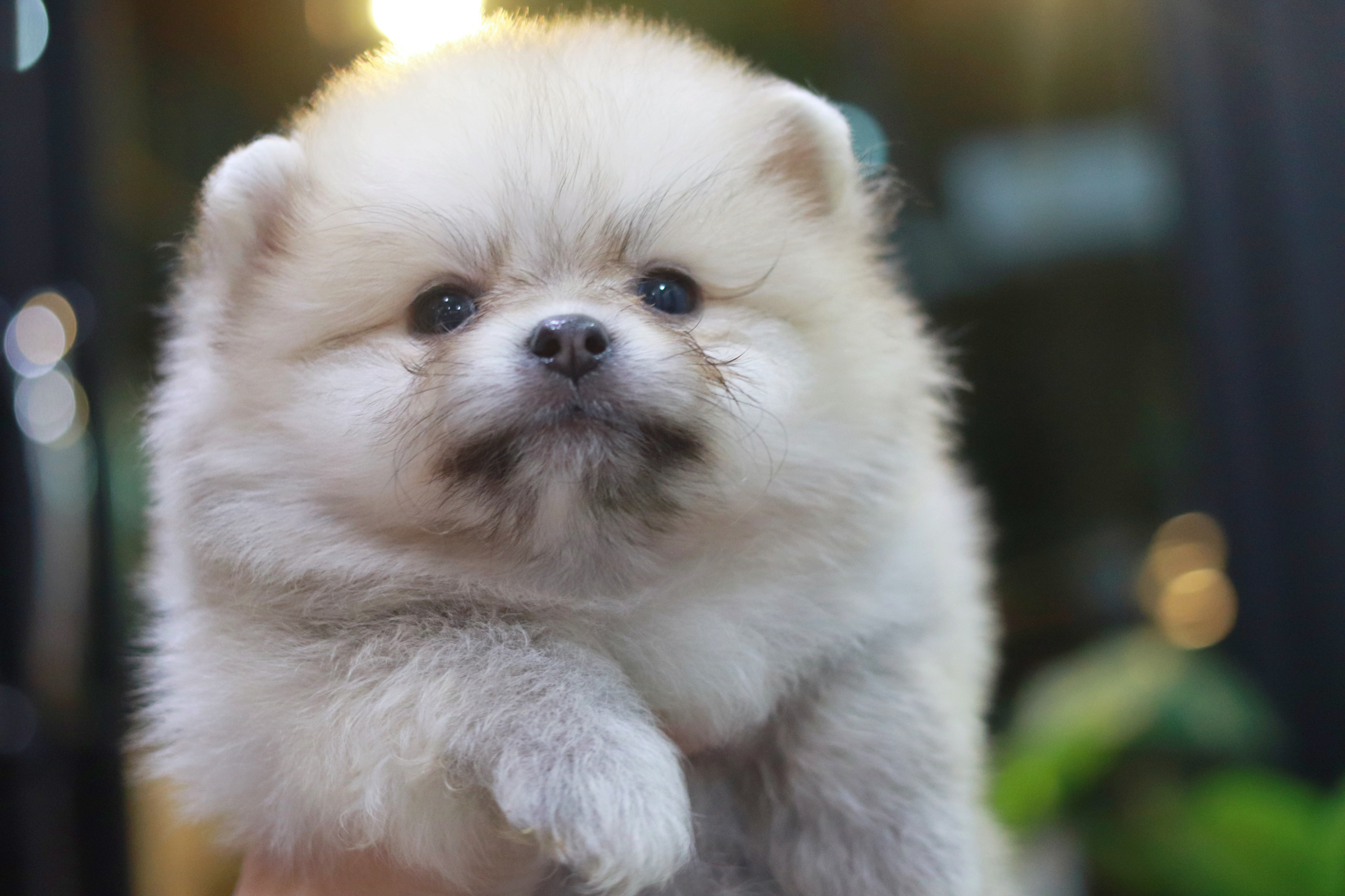 ปอมเมอเรเนียน เพศผู้สีส้มขนแน่น