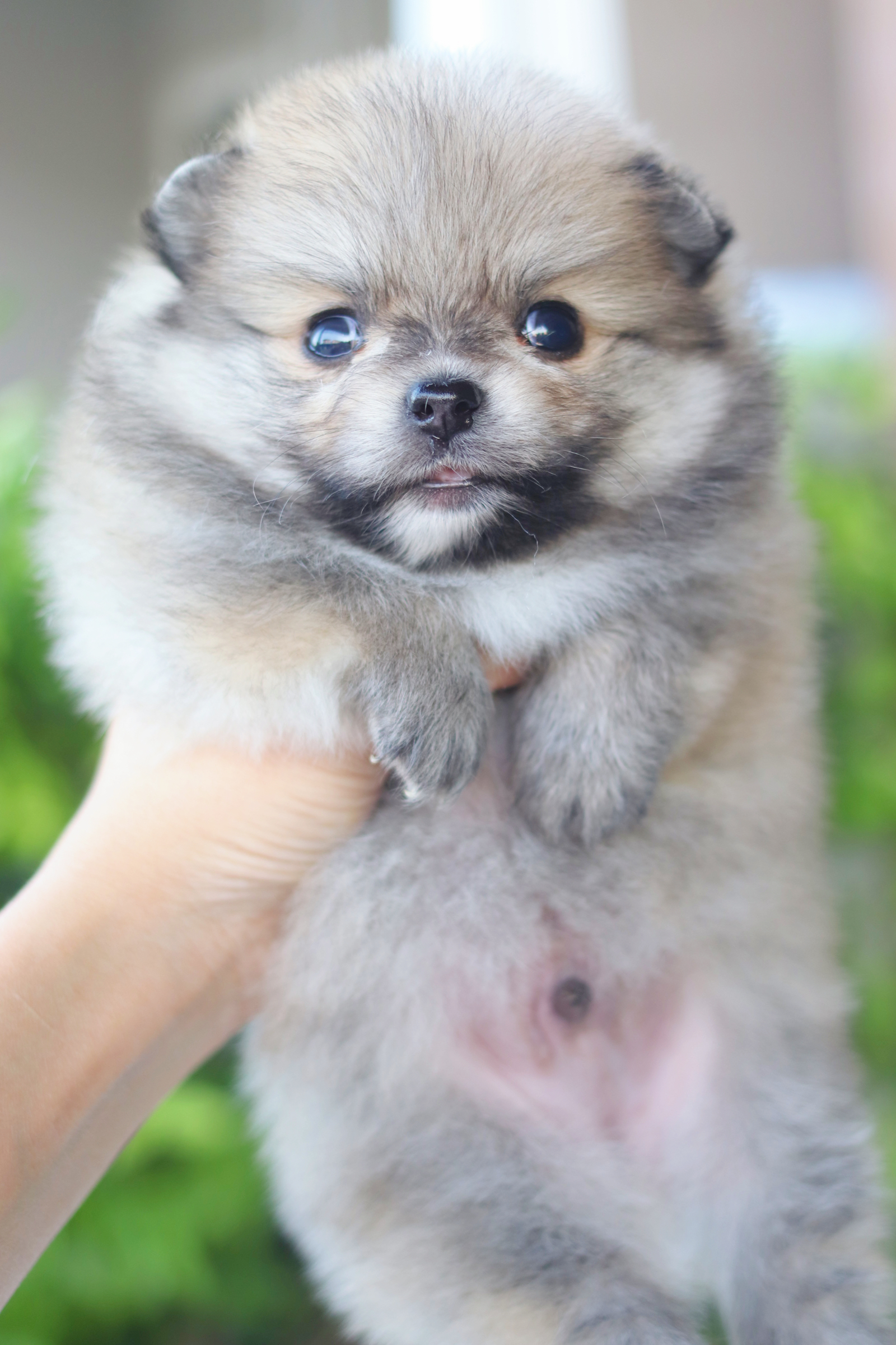 ปอมเมอเรเนียน เพศผู้สีส้ม