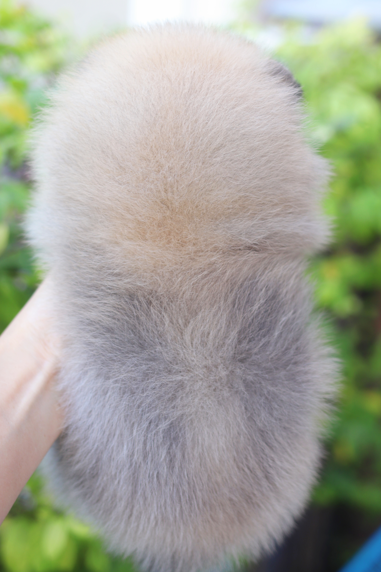 ปอมเมอเรเนียน เพศผู้สีส้ม