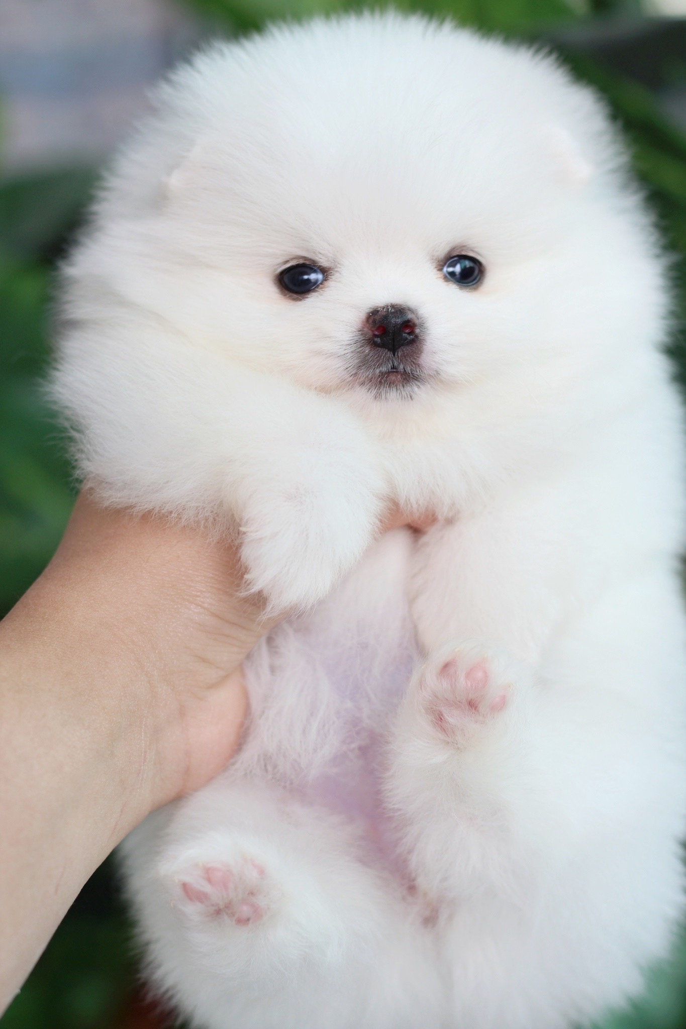 ปอมเมอเรเนียน เพศเมียสีขาว