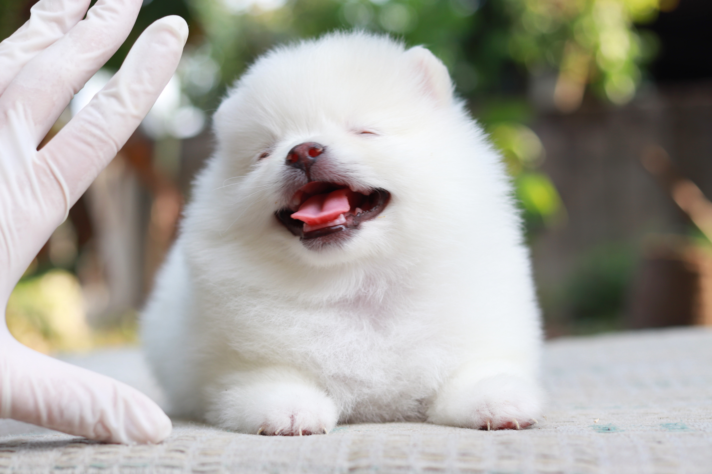 ปอมเมอเรเนียน เพศเมียขาว