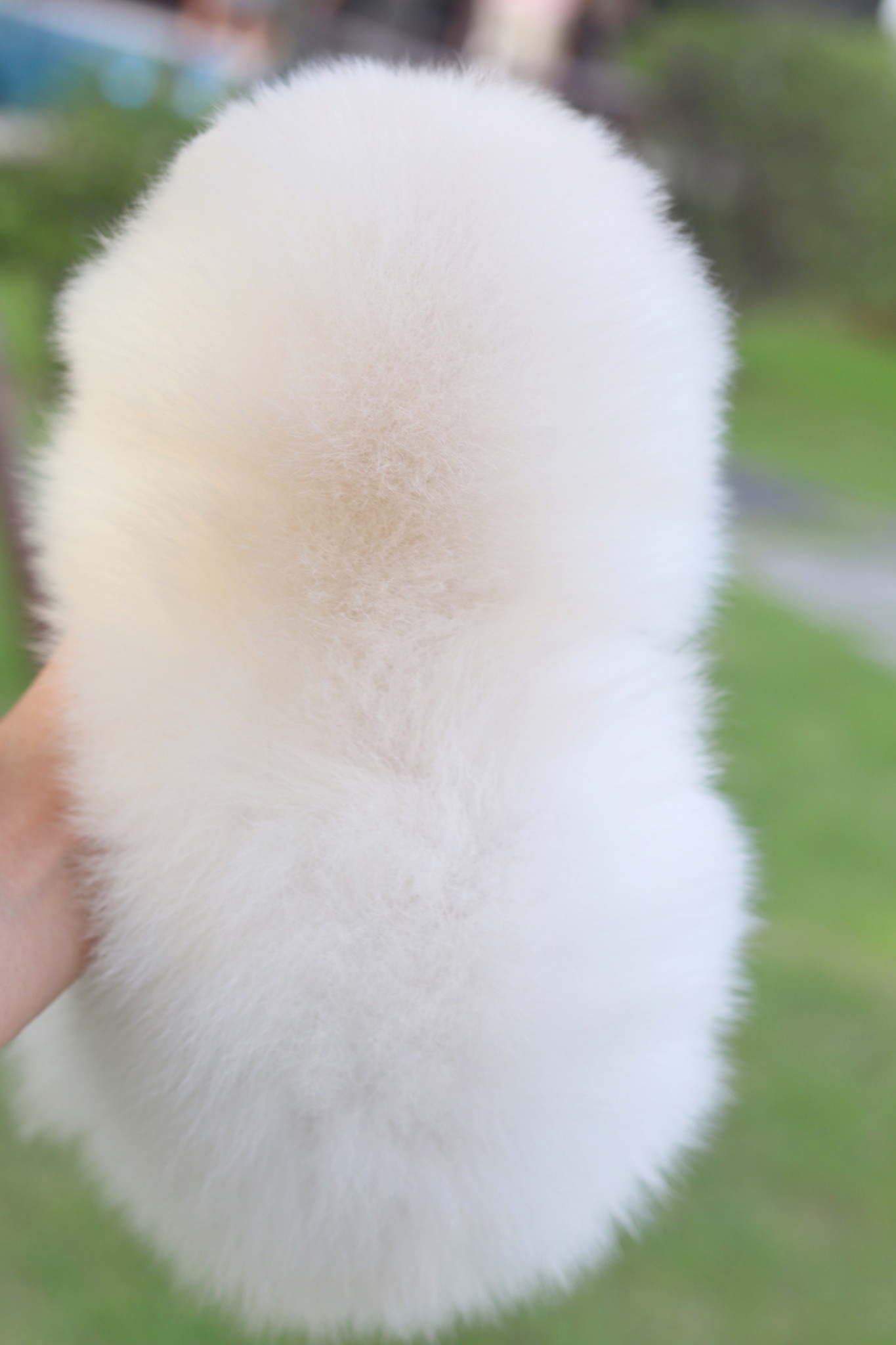 ปอมเมอเรเนียน เพศเมียสีขาวครีมเกรดโชว์