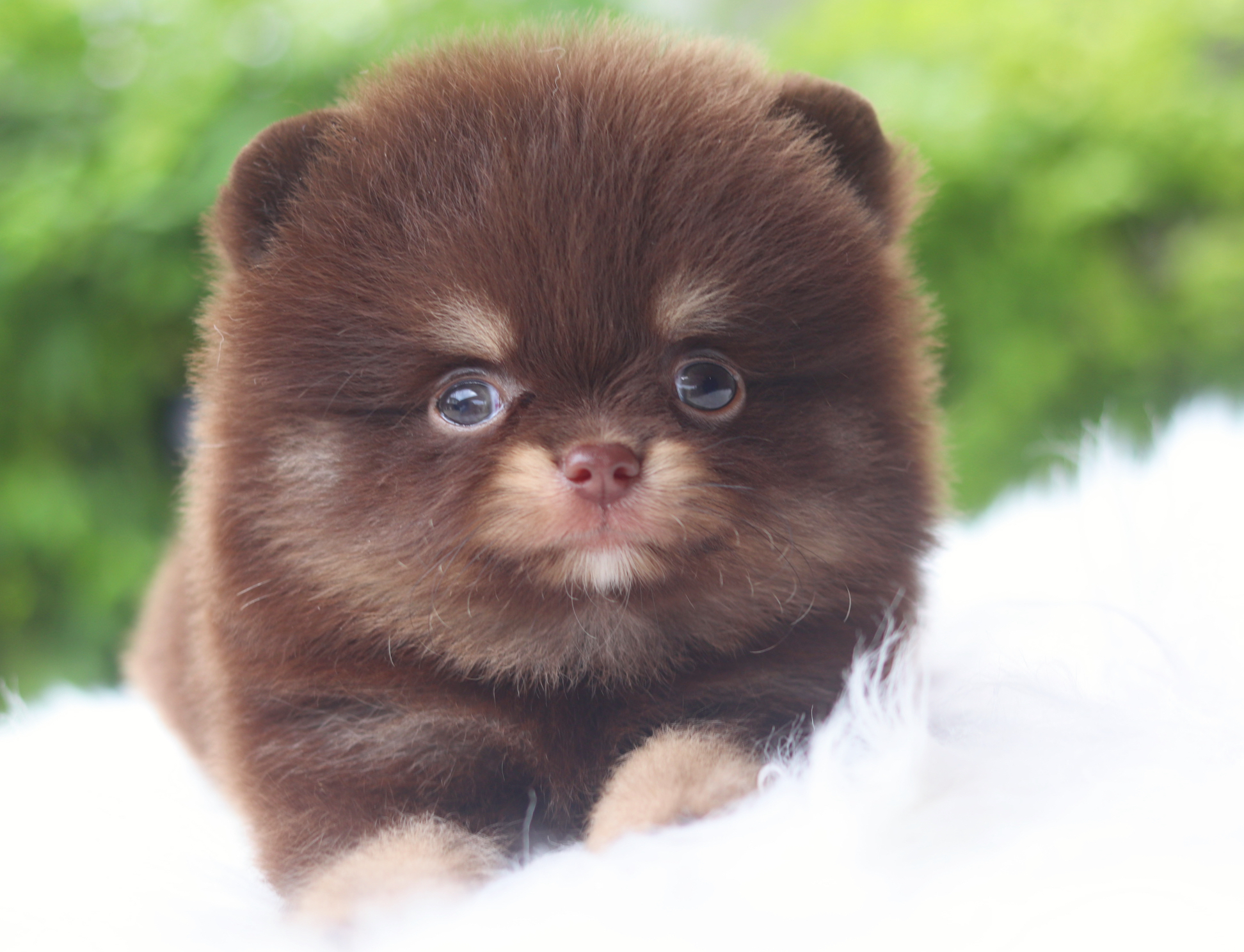 ปอมเมอเรเนียน เพศผู้สีช็อคแทน