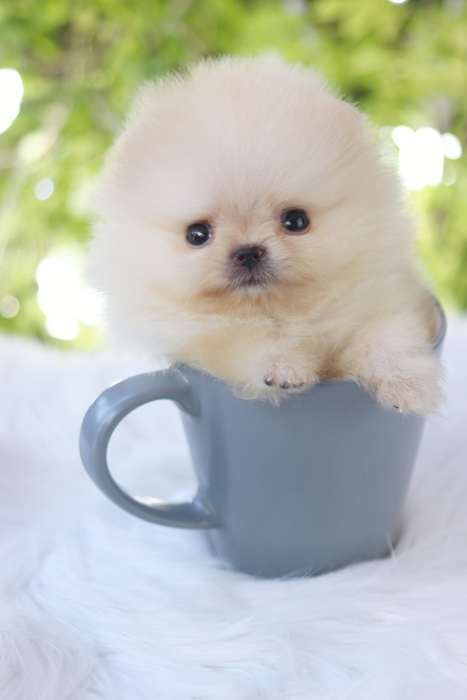 ปอมเมอเรเนียน เพศเมียสีขาวครีม ทีคัพ