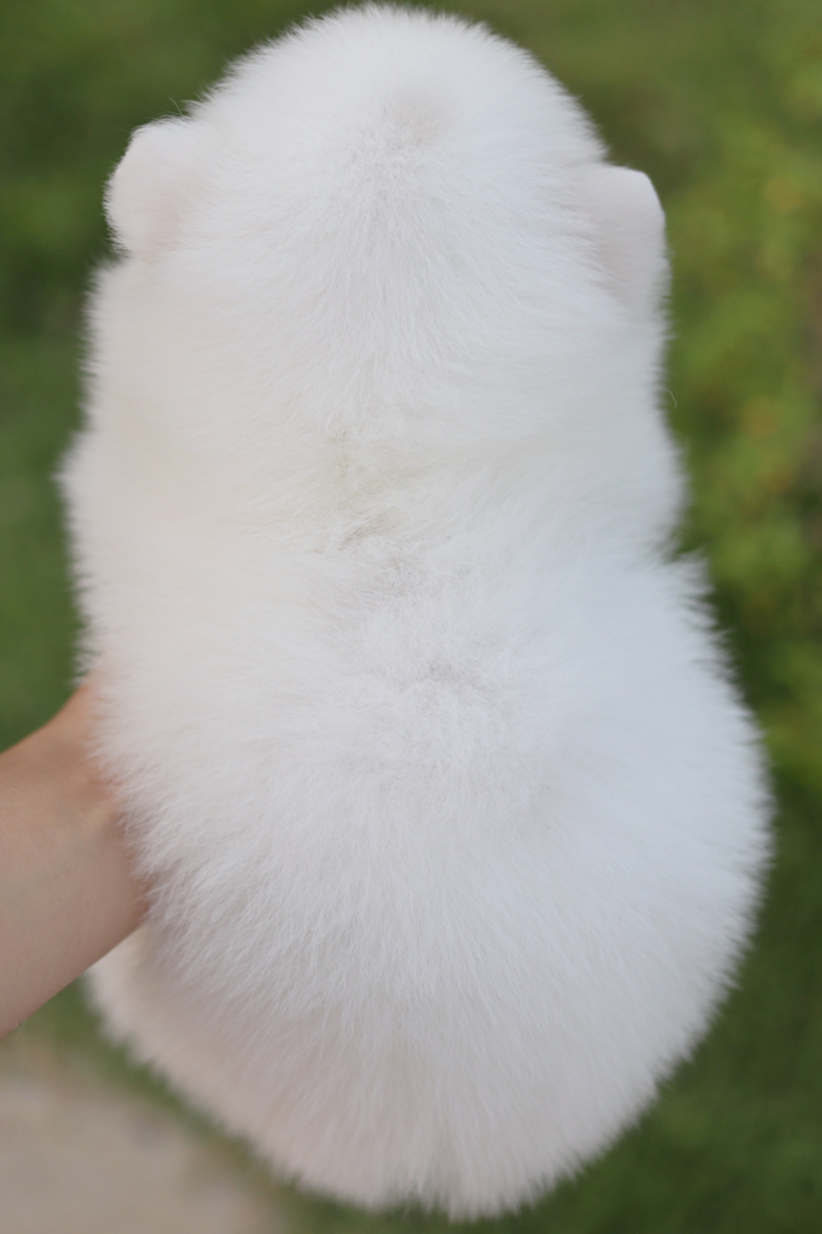 ปอมเมอเรเนียน เพศเมียสีขาว