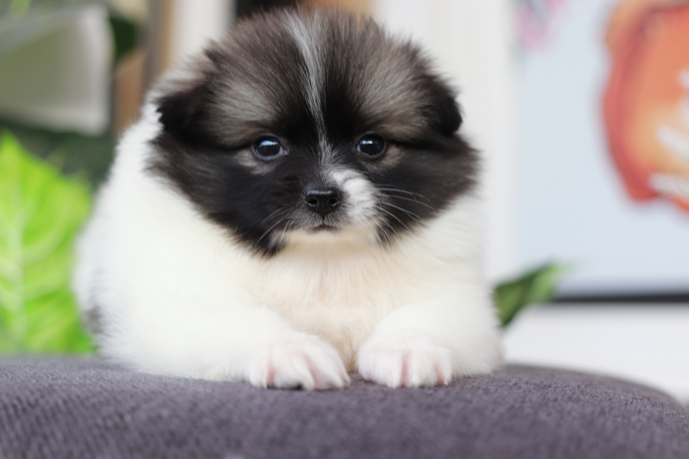 ปอมเมอเรเนียน เพศเมีย