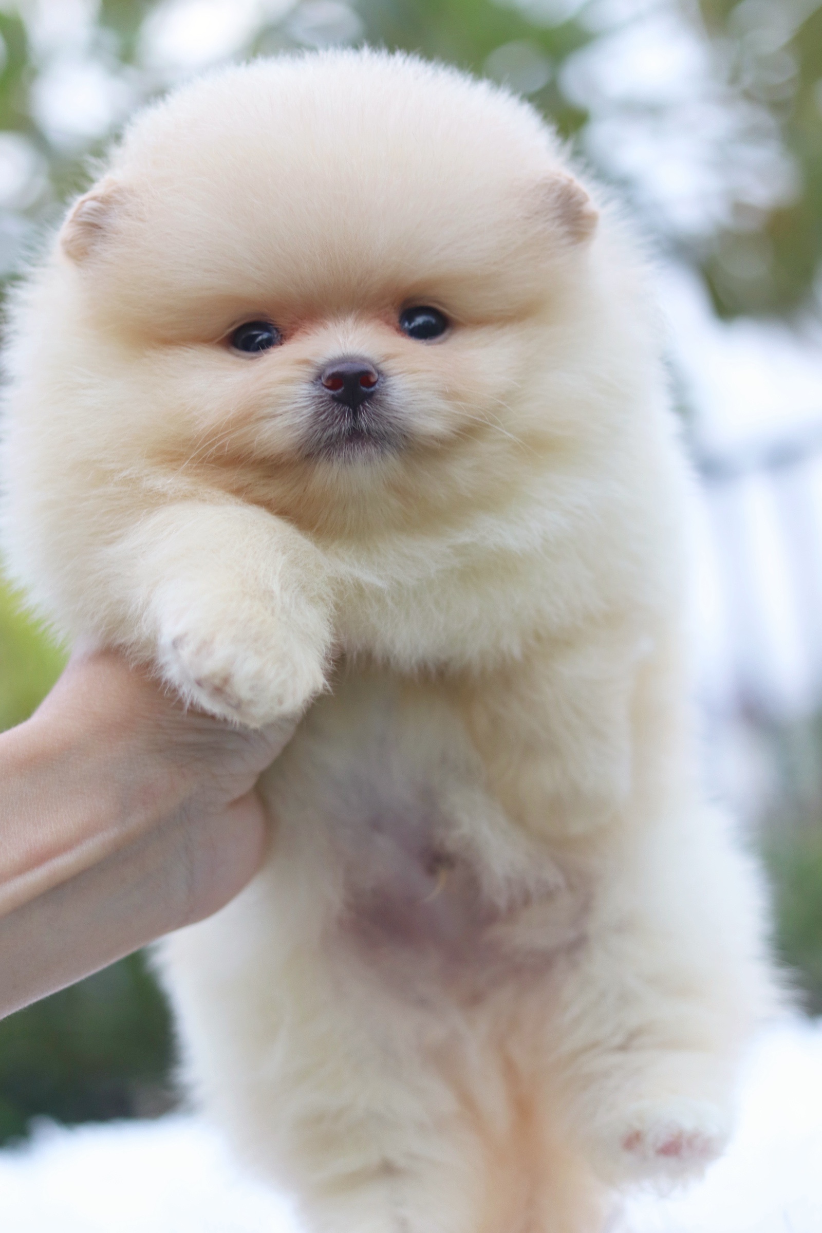 ปอมเมอเรเนียน เพศผู้ สีครีม