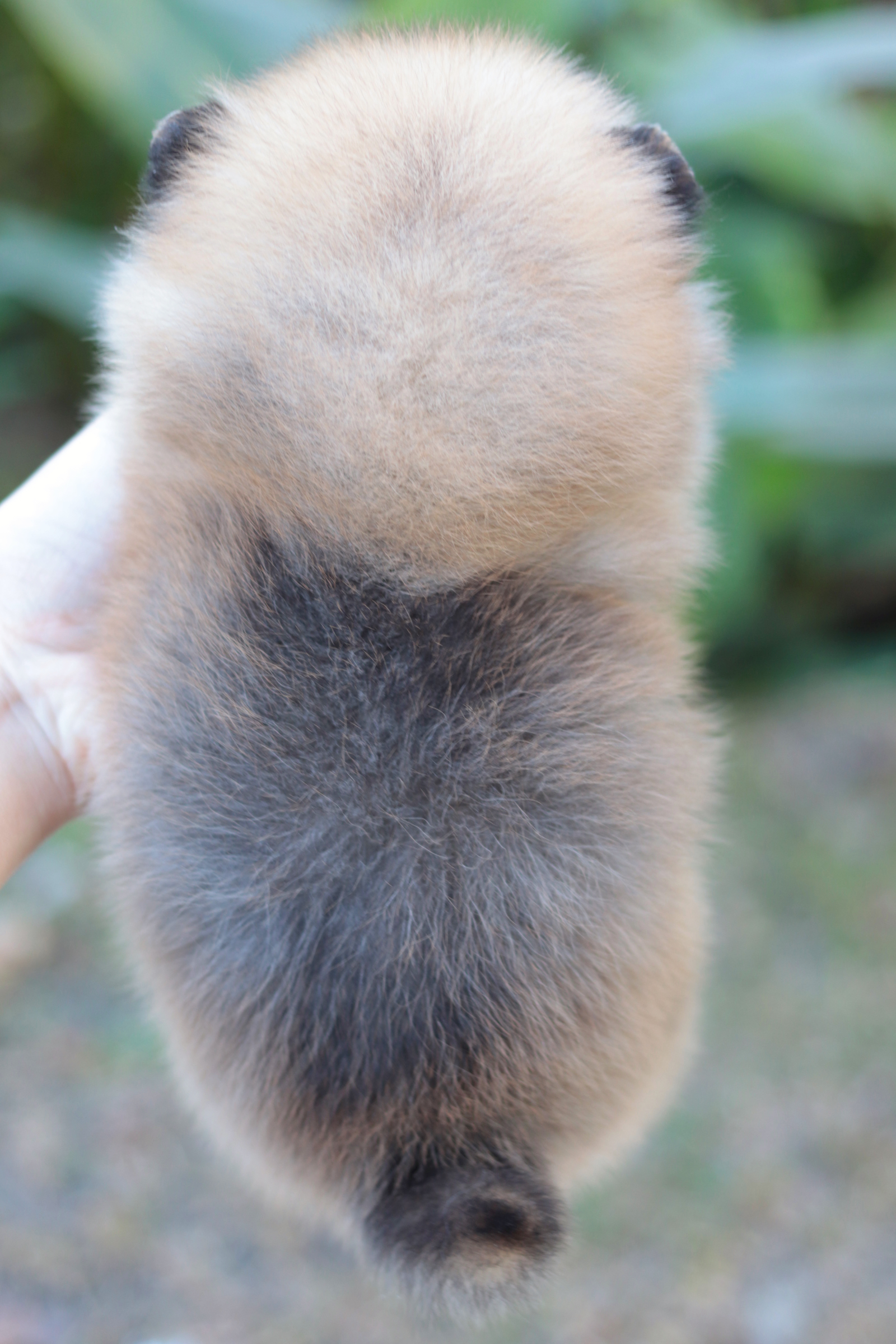 ปอมเมอเรเนียน เพศผู้ สีส้ม