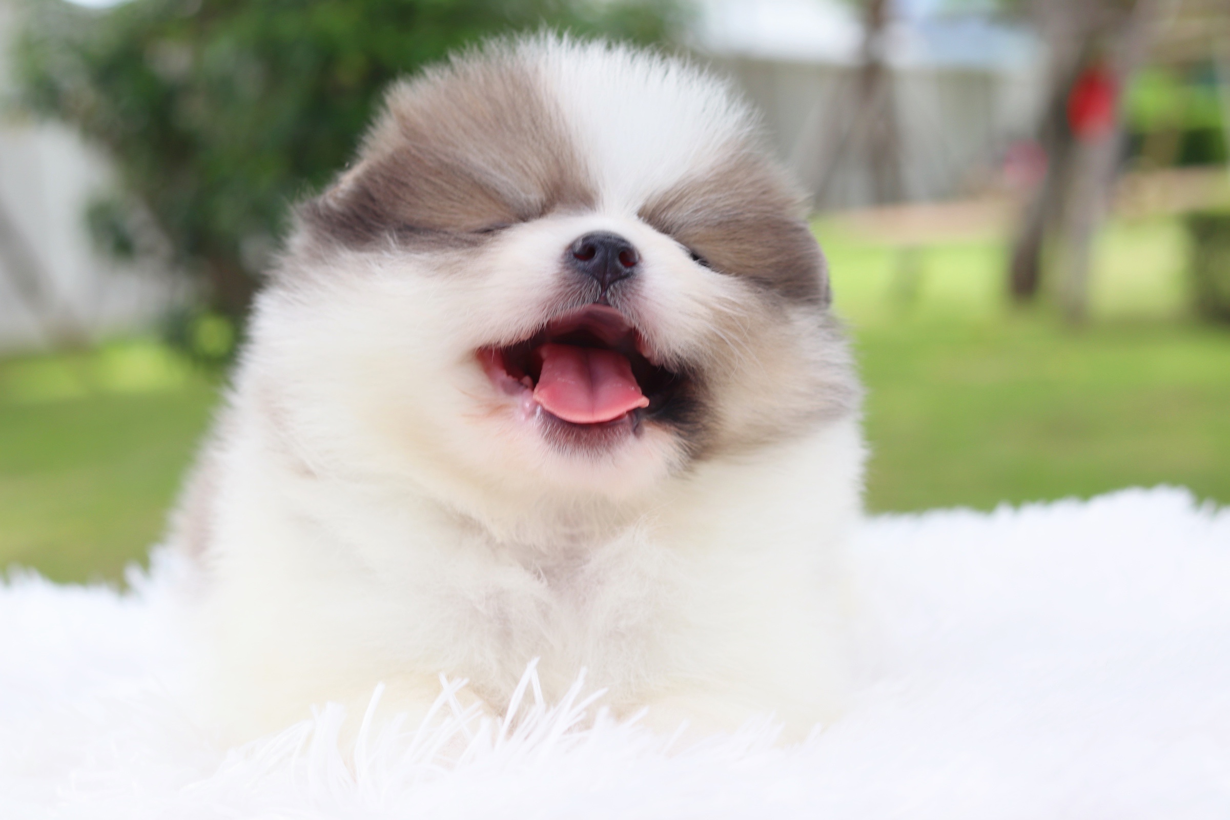 ปอมเมอเรเนียน เพศผู้ สีแฟนซี