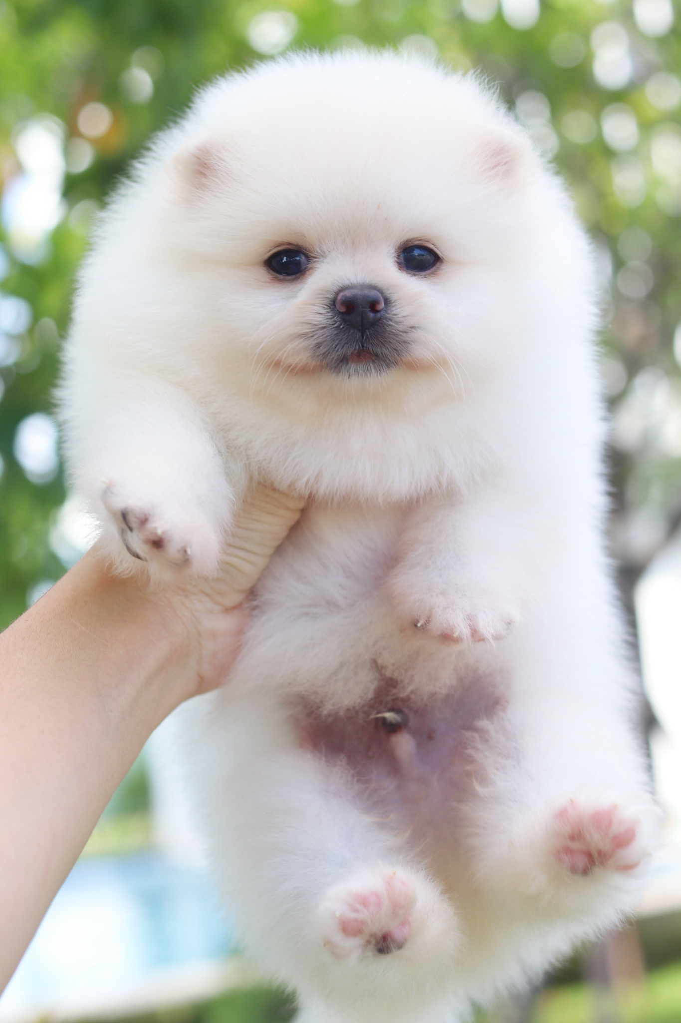 ปอมเมอเรเนียน เพศผู้สีขาวครีม