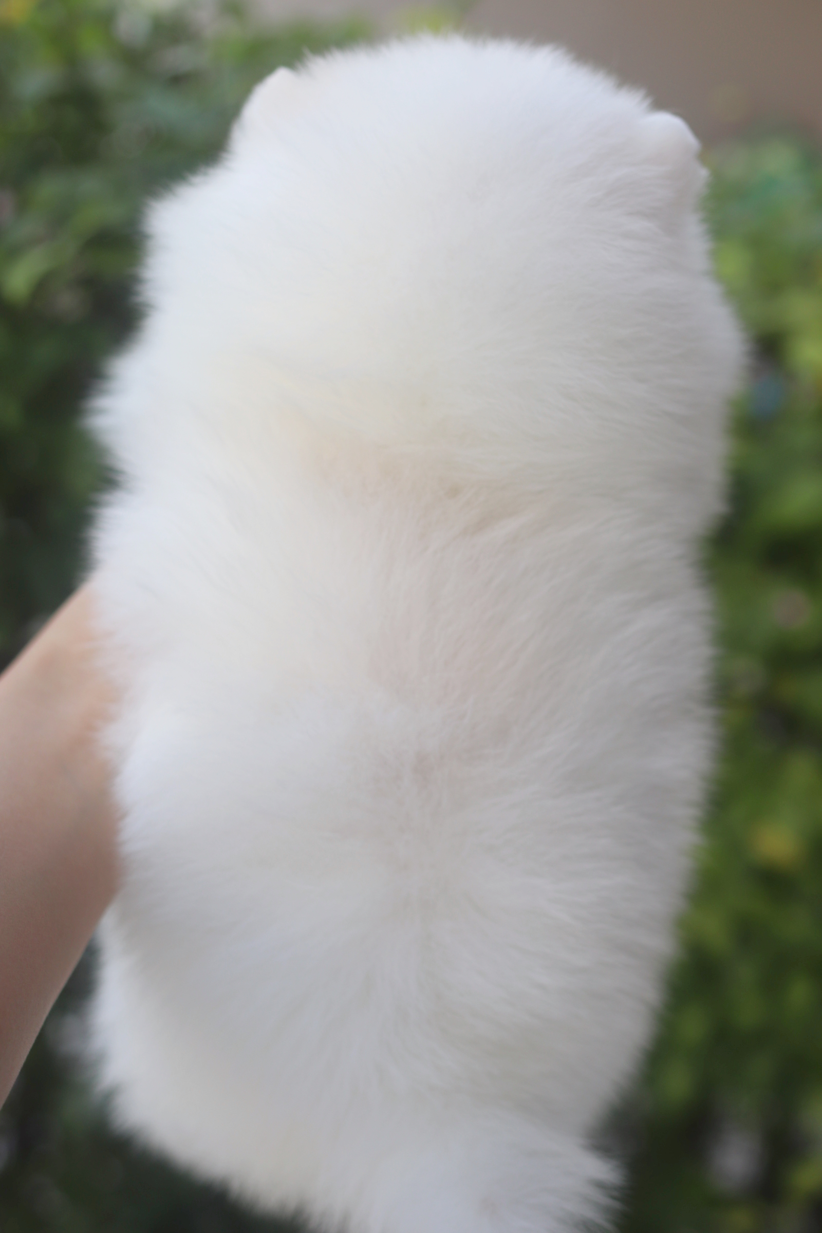 ปอมเมอเรเนียน เพศเมียสีขาว