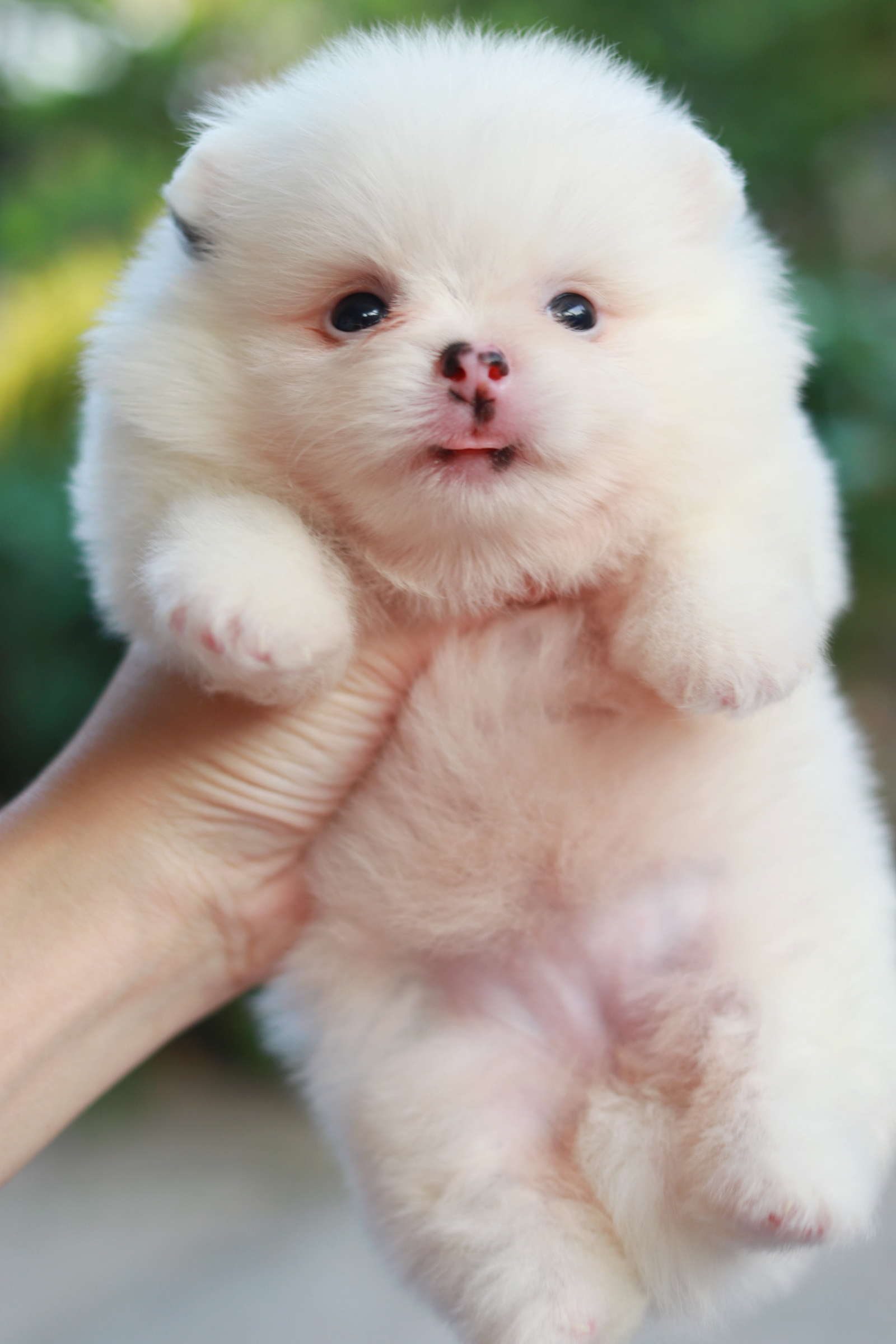 ปอมเมอเรเนียน เพศเมีย