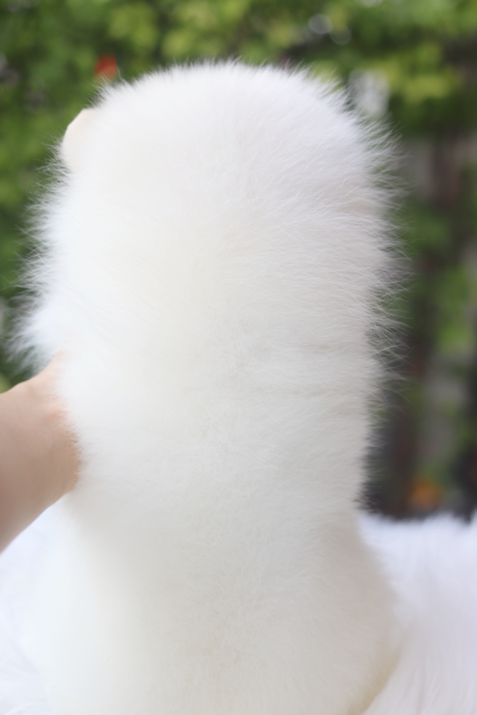 ปอมเมอเรเนียน เพศผู้สีขาวครีม