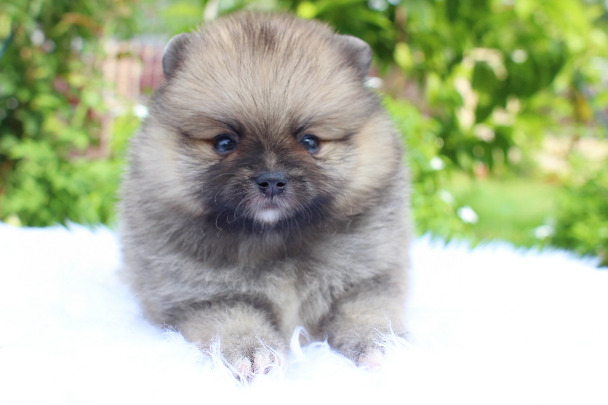 ปอมเมอเรเนียน เพศเมีย สีส้ม