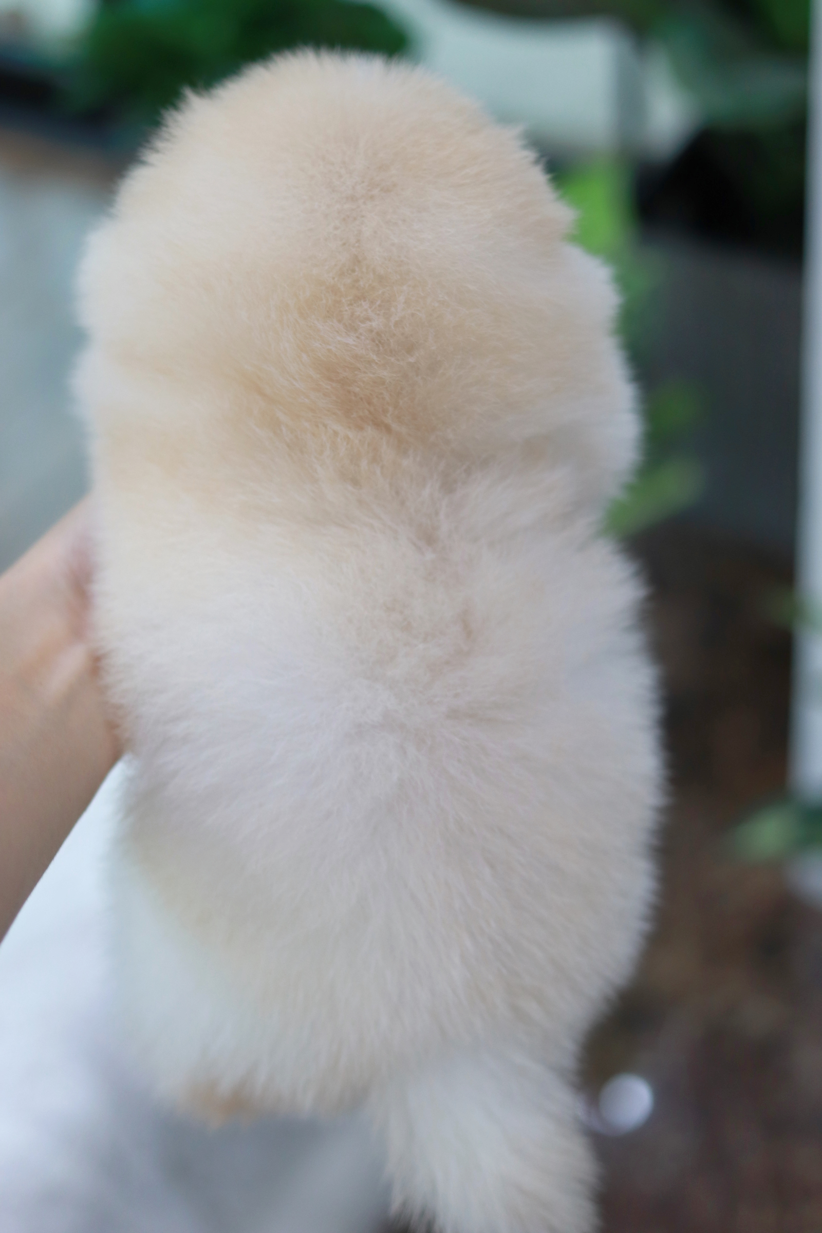 ปอมเมอเรเนียน เพศผู้