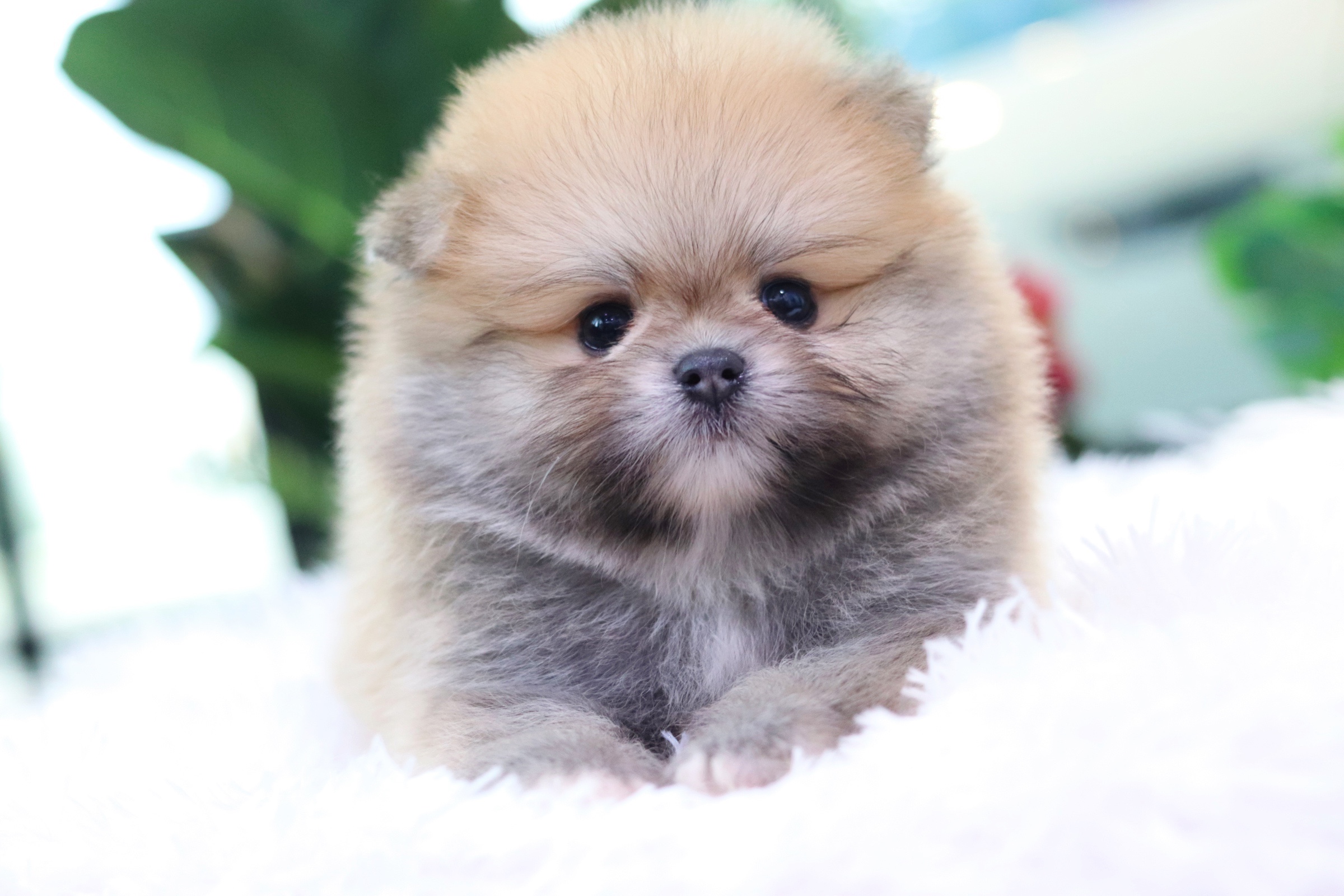 ปอมเมอเรเนียน เพศผู้ สีส้ม