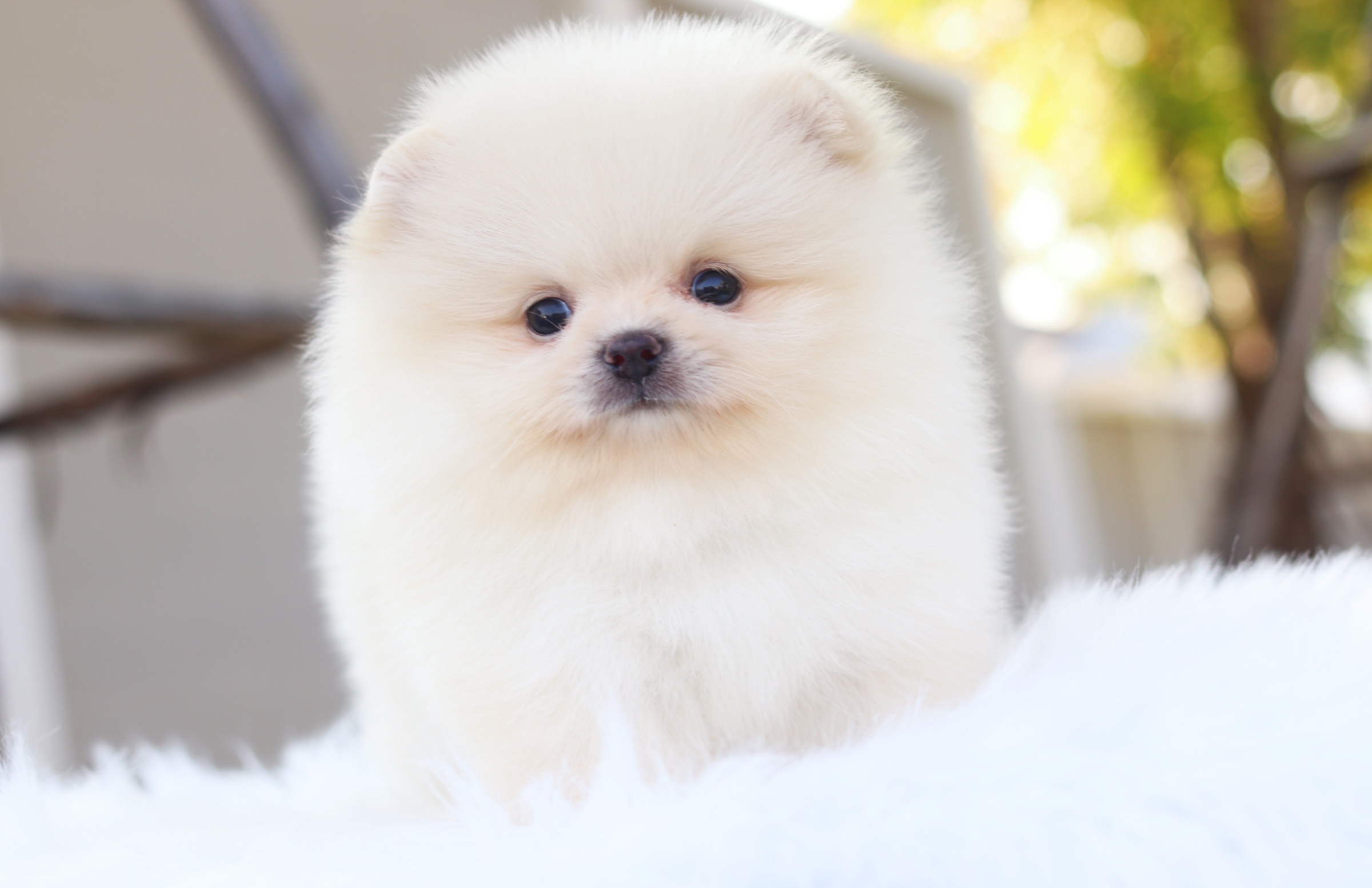 ปอมเมอเรเนียน เพศผู้ สีขาวครีม