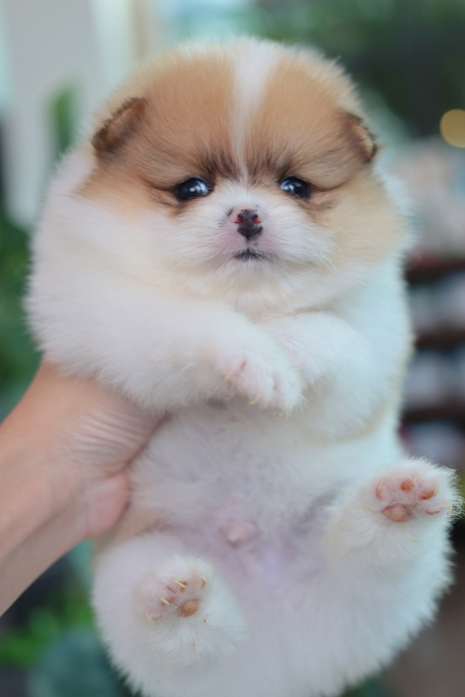 ปอมเมอเรเนียน เพศผู้ สีแฟนซี