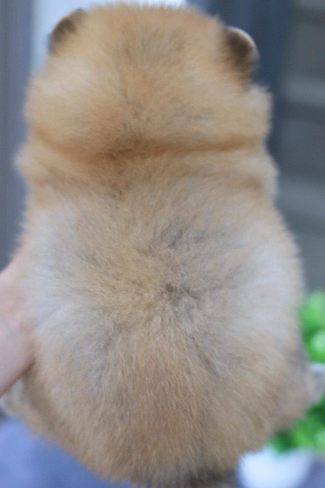 ปอมเมอเรเนียน เพศผู้