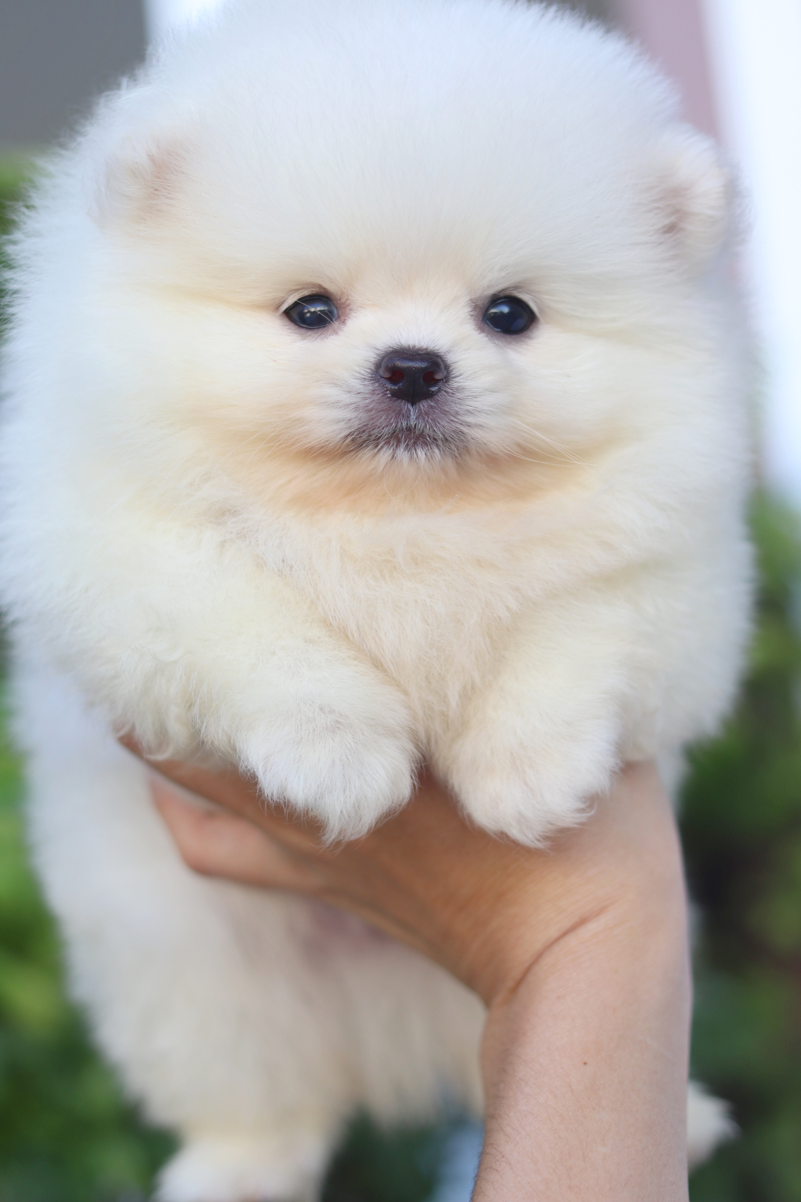 ปอมเมอเรเนียน เพศผู้สีขาวครีมเกรดโชว์